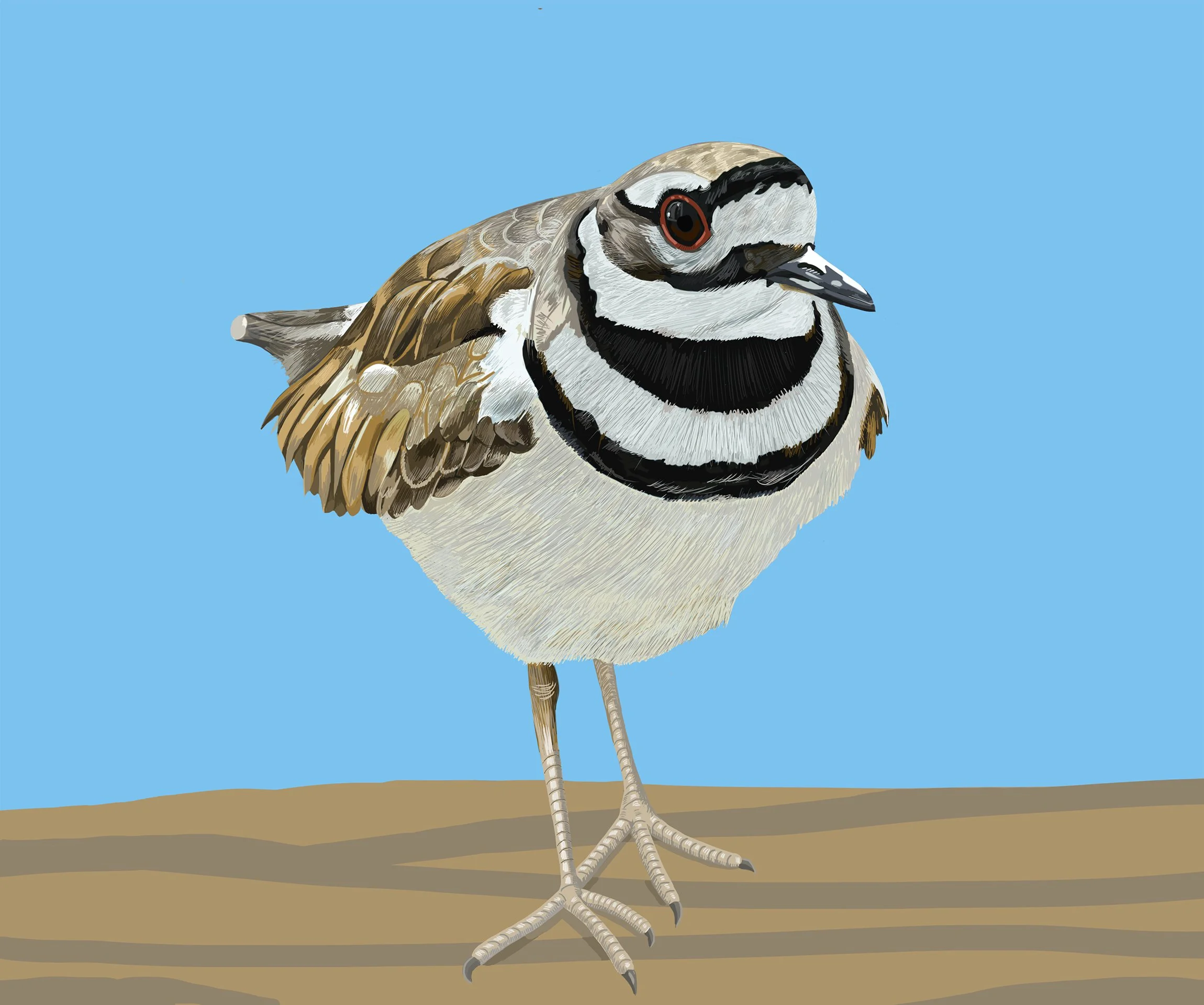 Killdeer Bird Illustration