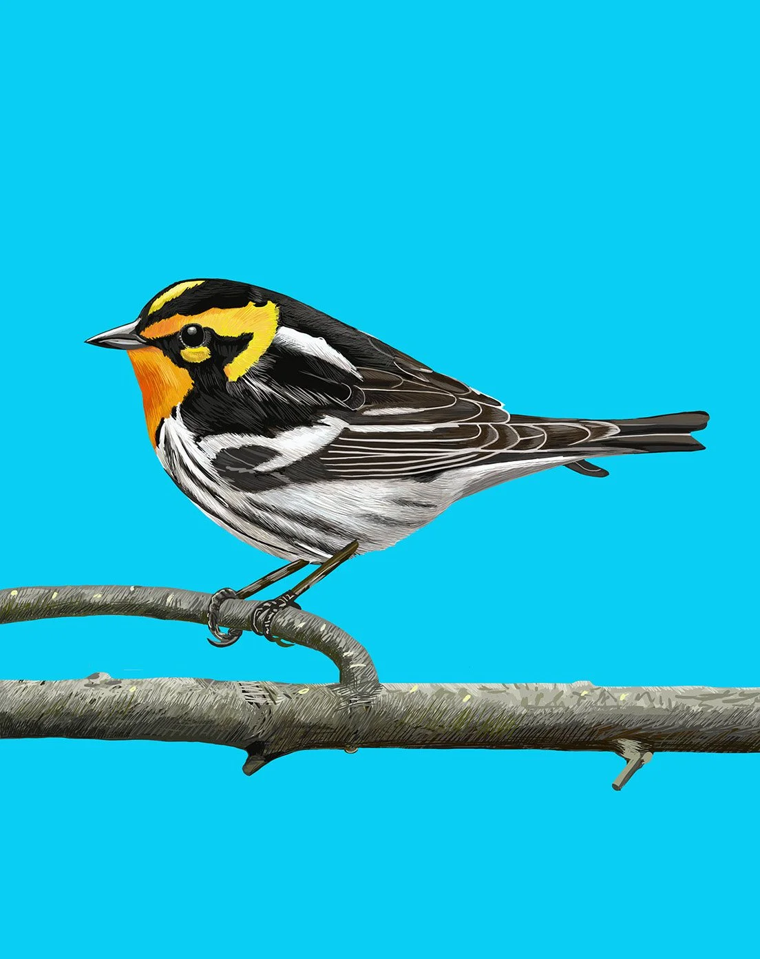 Blackburnian Warbler