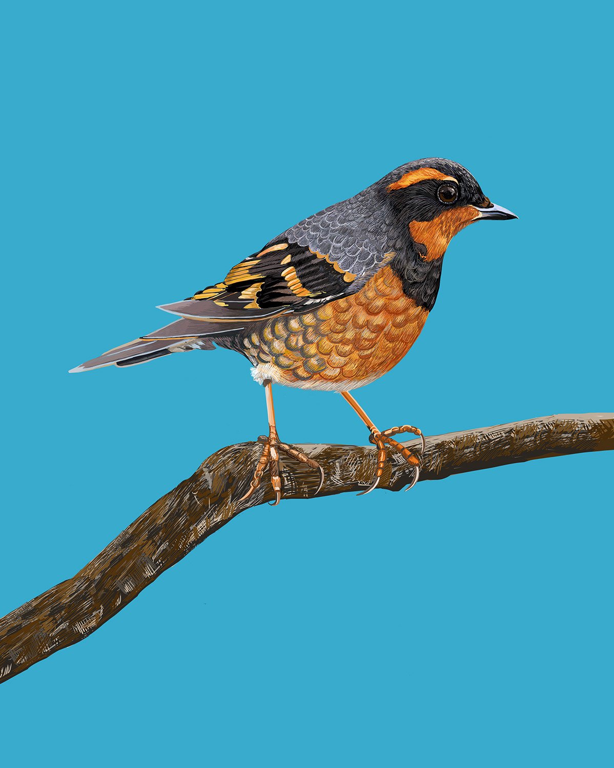 Varied Thrush