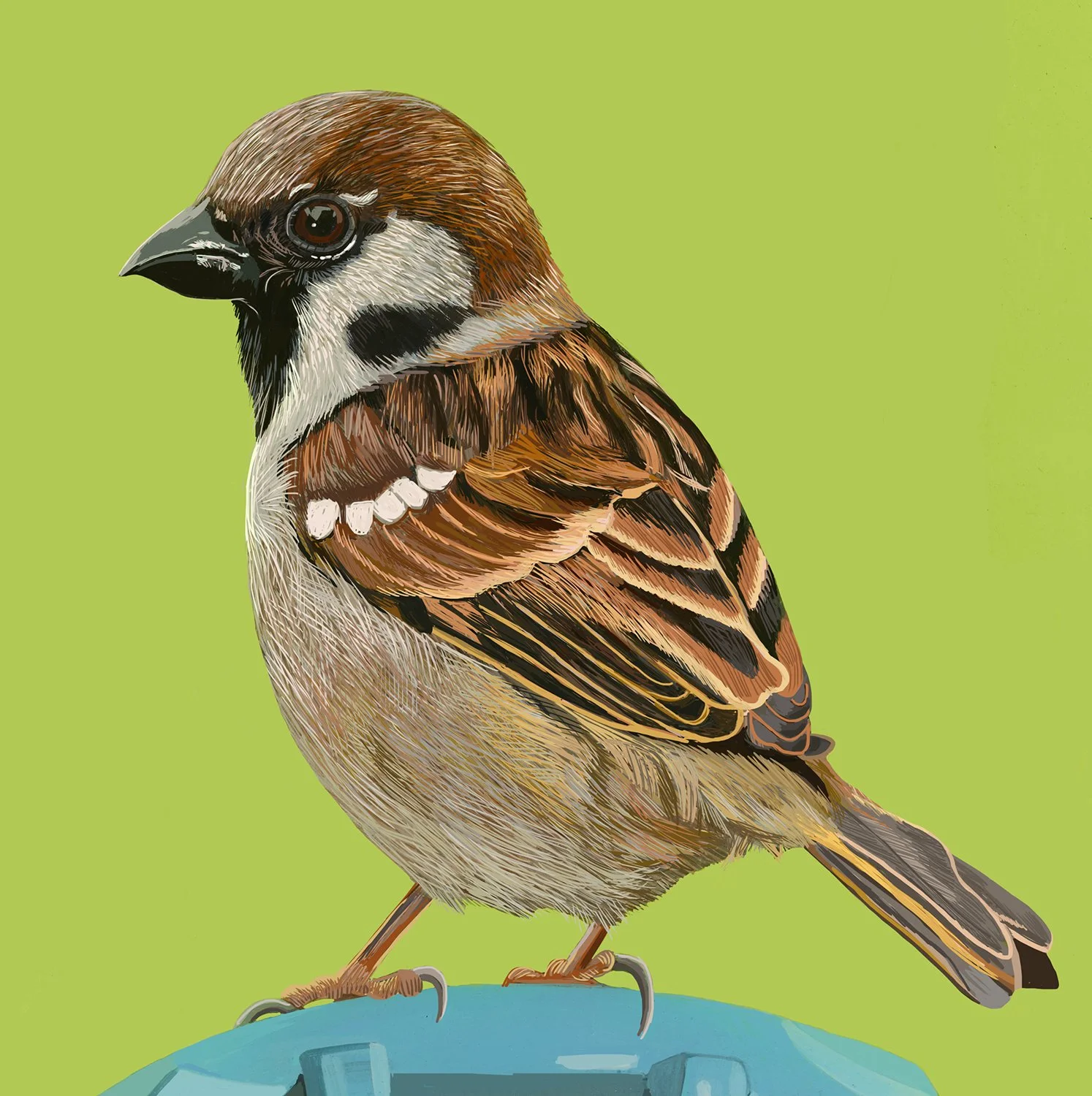 ZOOMSparrowPhone.jpg