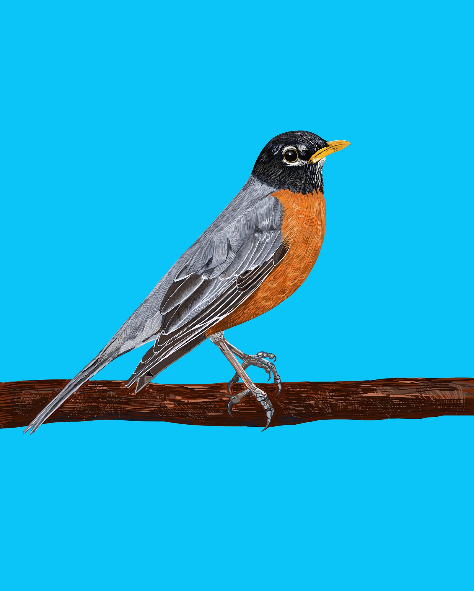 American Robin