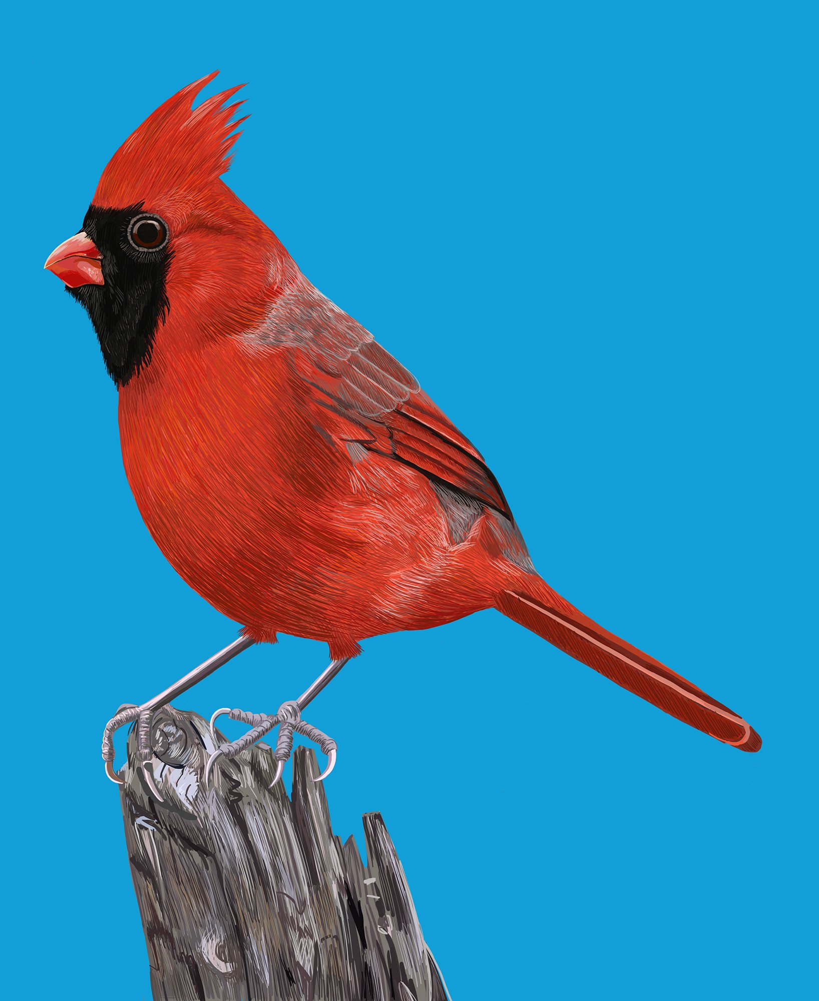DISPLAYREDCARDINALblue.jpg