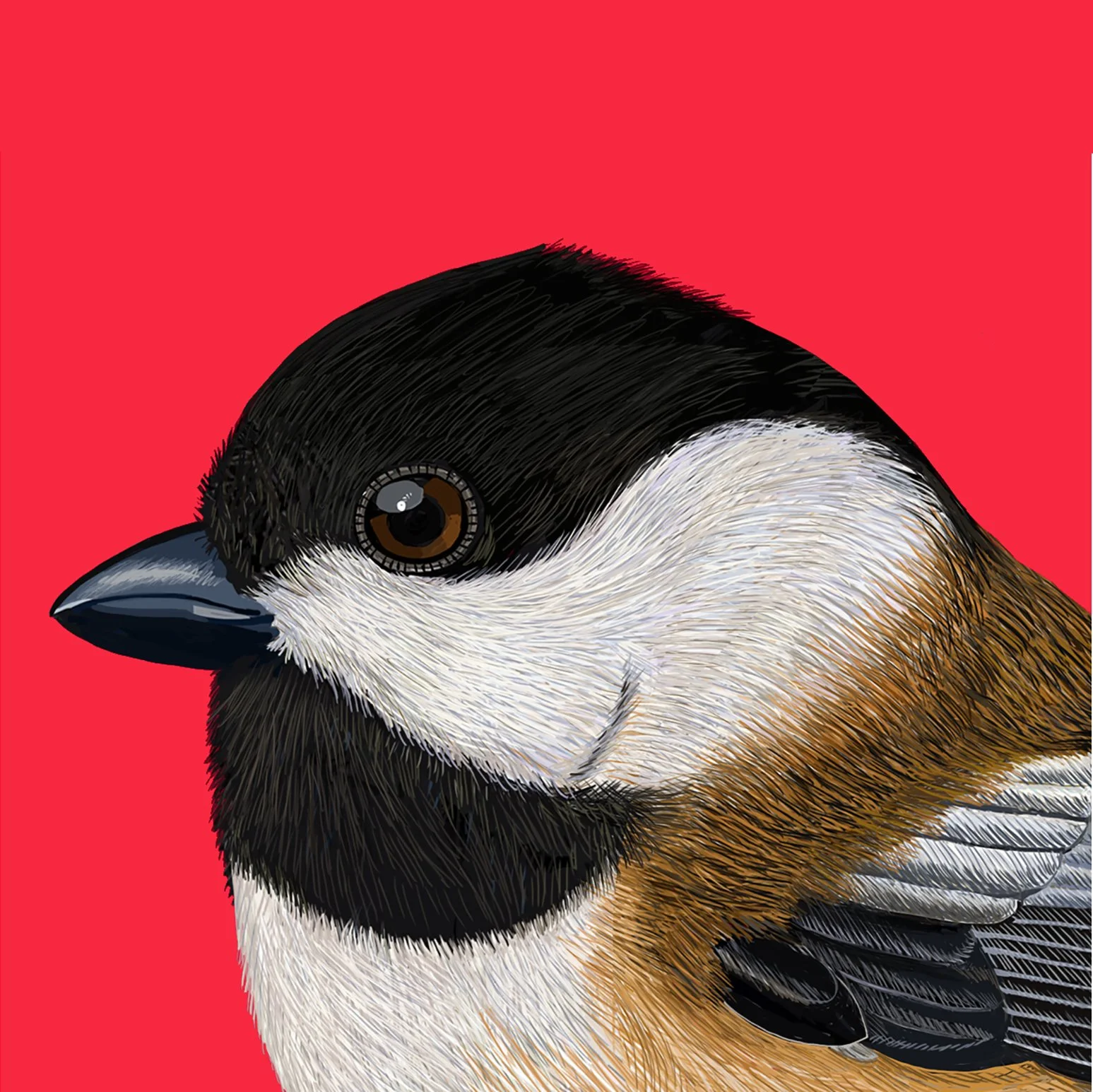 ZOOMChickadee2.jpg