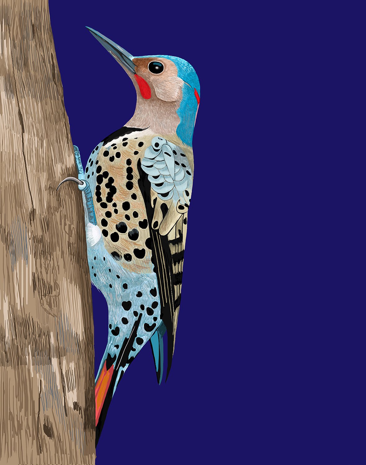 Northern Woodpecker