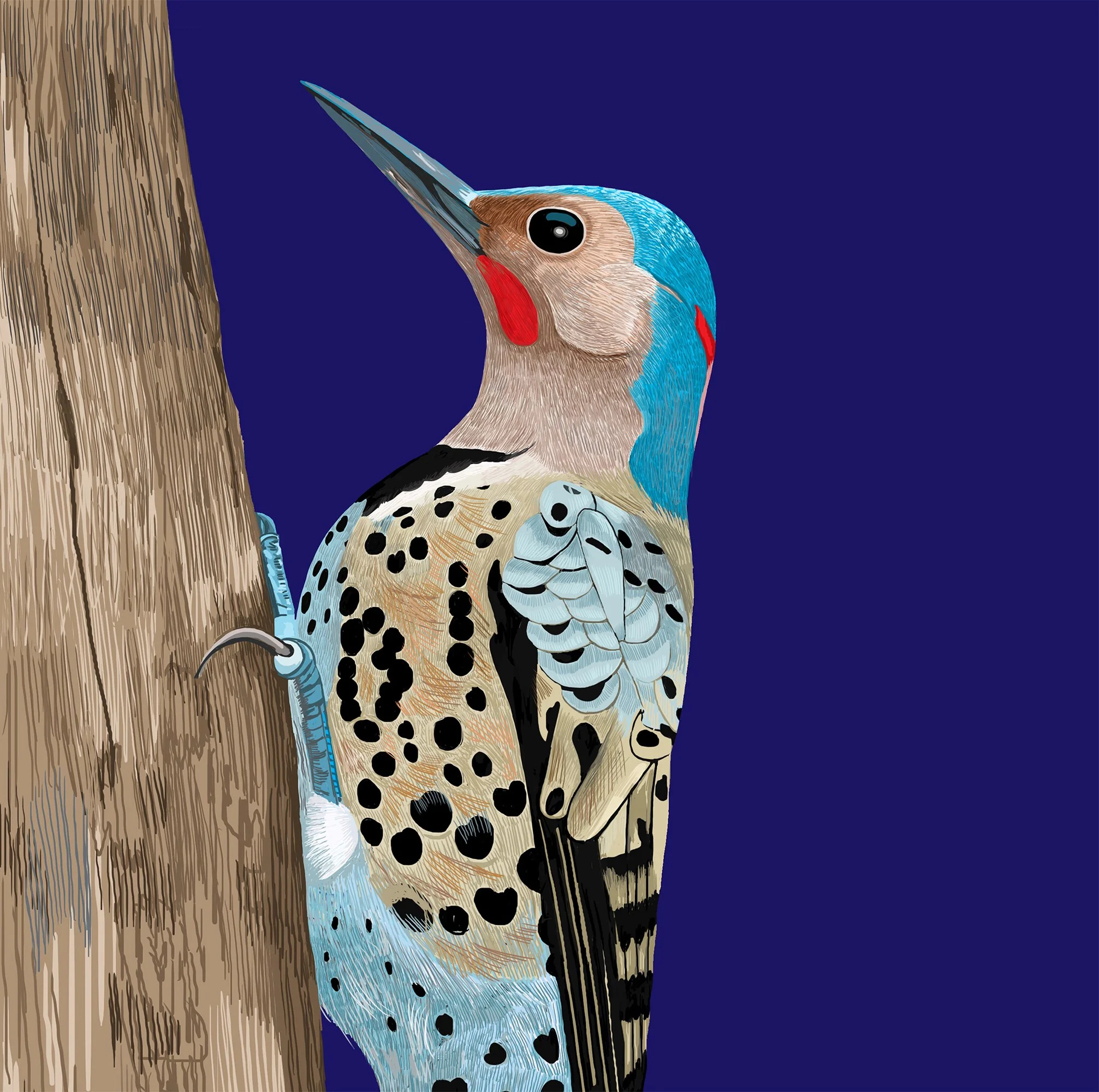 ZOOMNorthWoodpecker.jpg