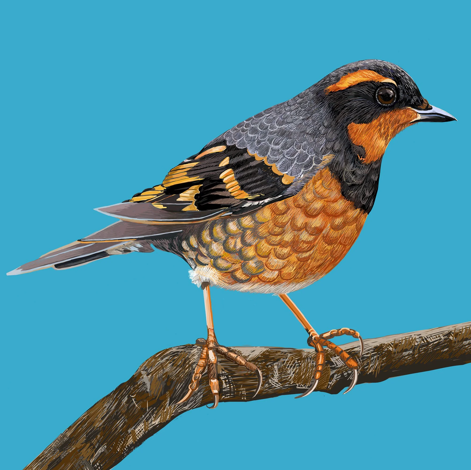 ZOOMVariedThrush.jpg