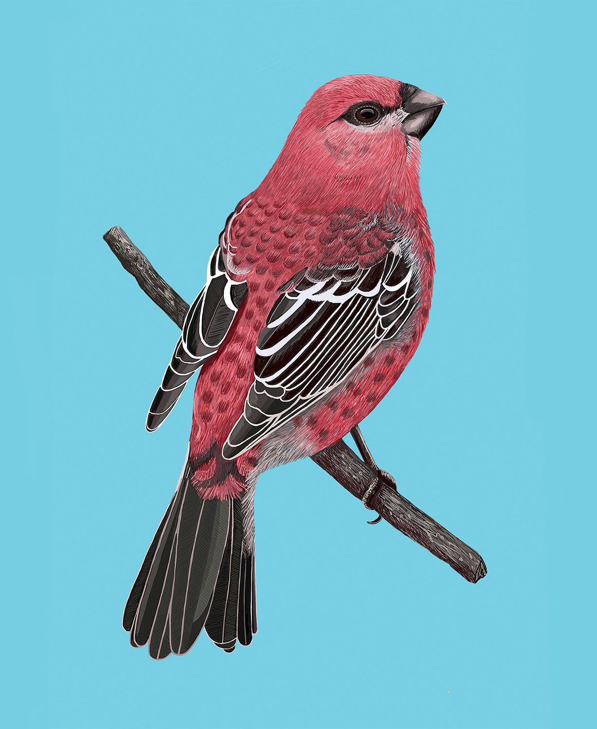 Pine Grosbeak