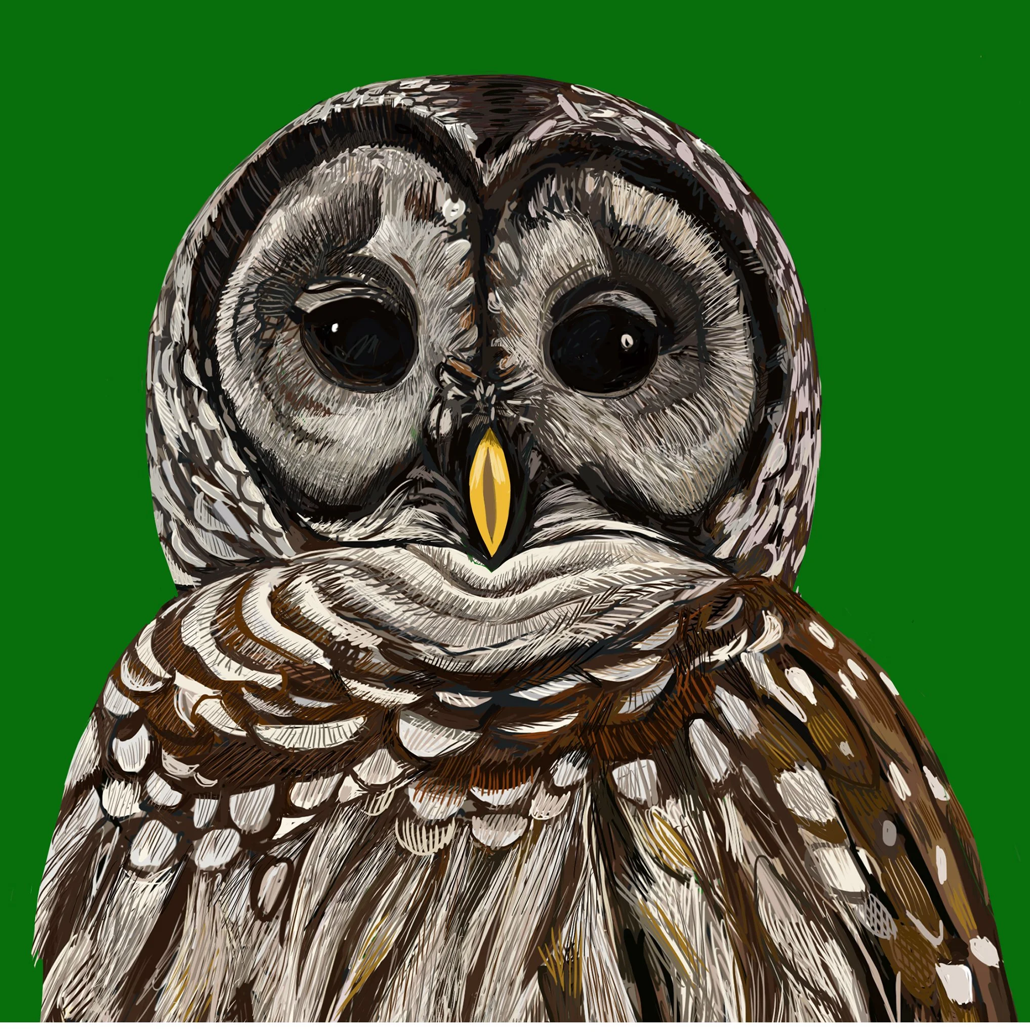 ZOOMBarnOwl.jpg