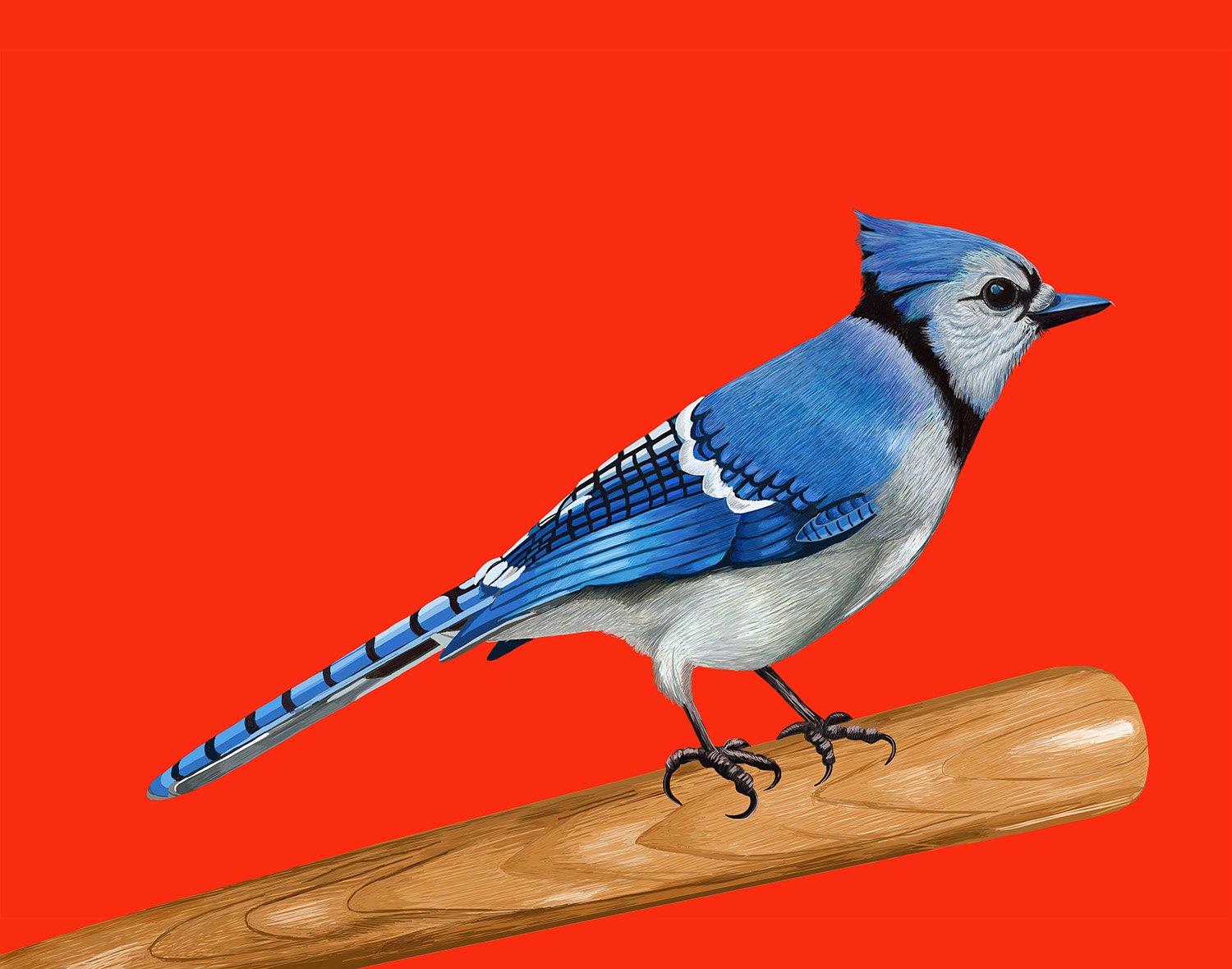 Blue Jay