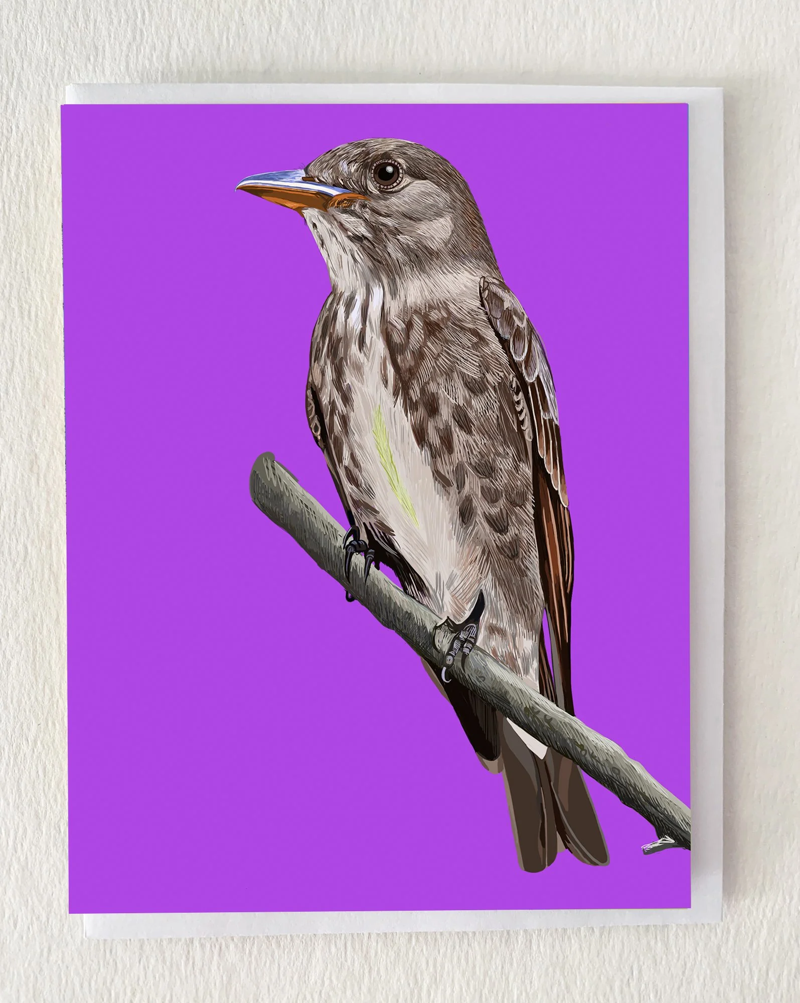 MOCKOliveFlycatcher.jpg