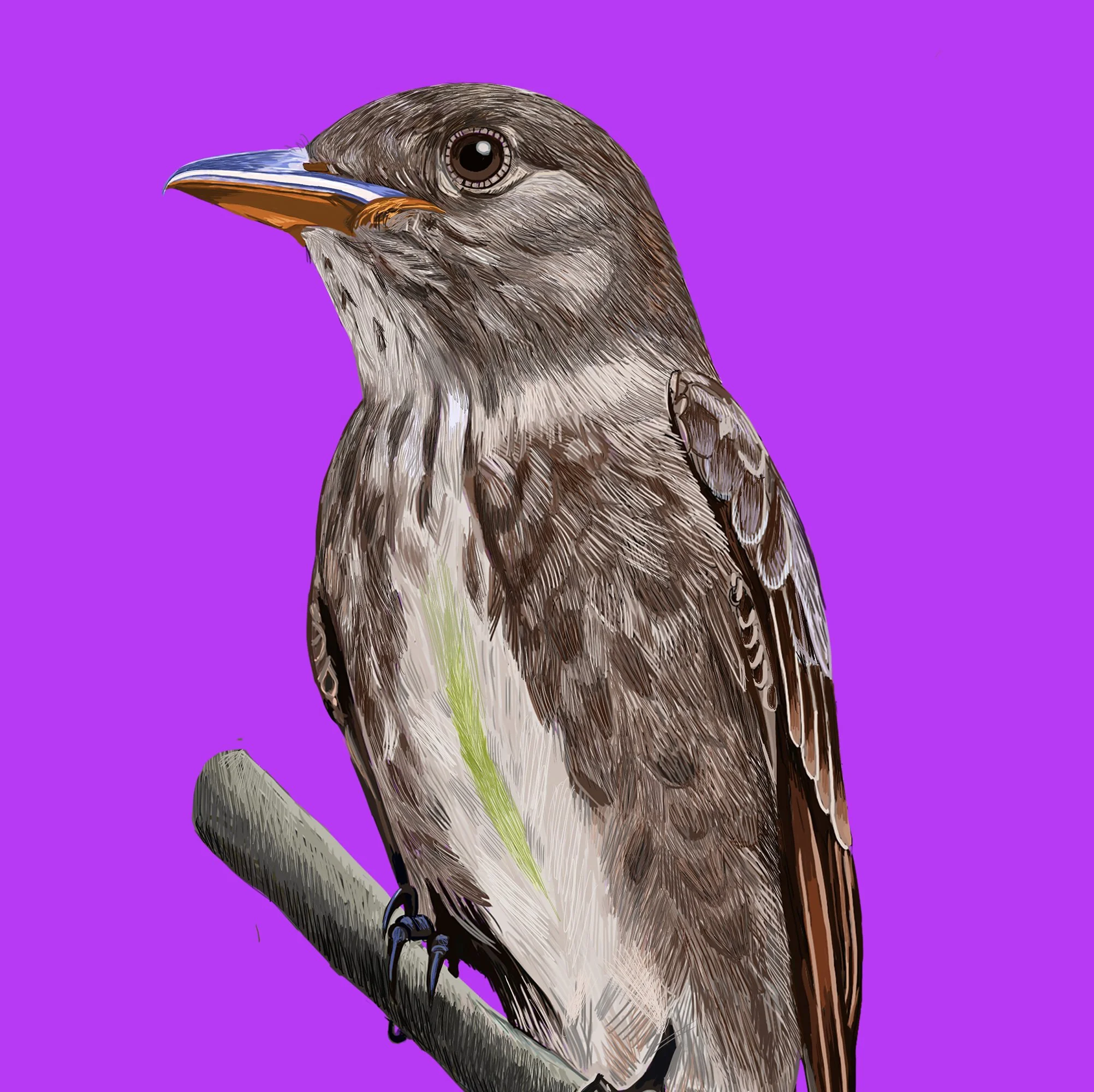 The Olive-sided Flycatcher Greeting Card