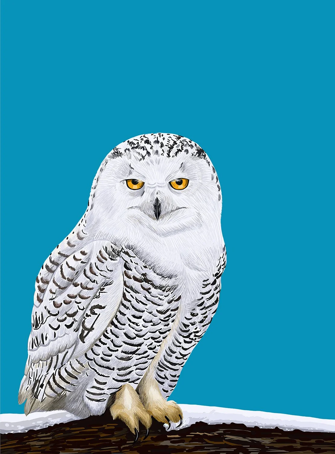 Snowy Owl