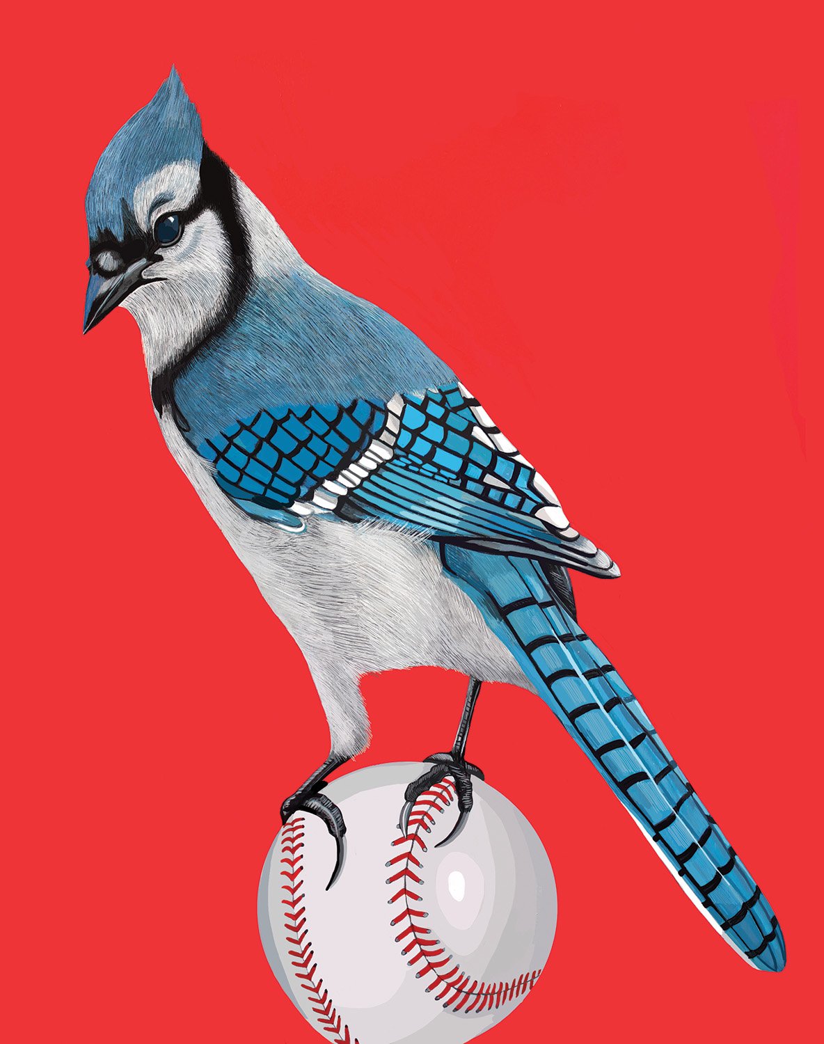 Blue Jay