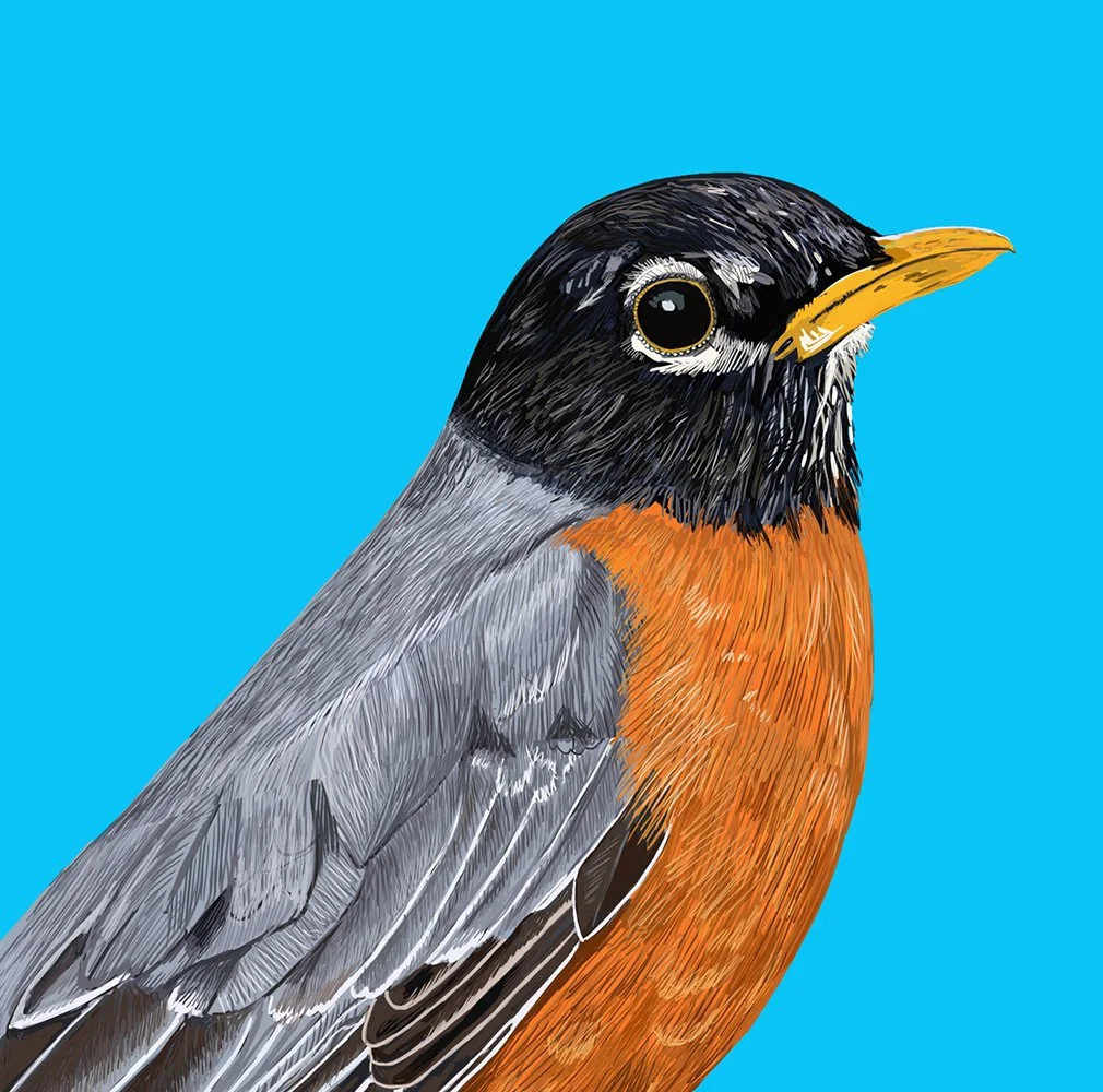 ZOOMAmericanROBIN.jpg