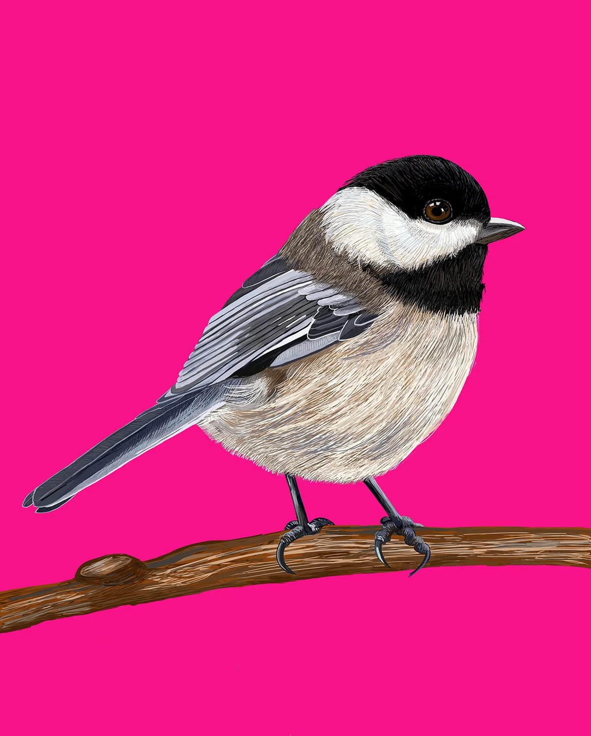 Black-capped Chickadee