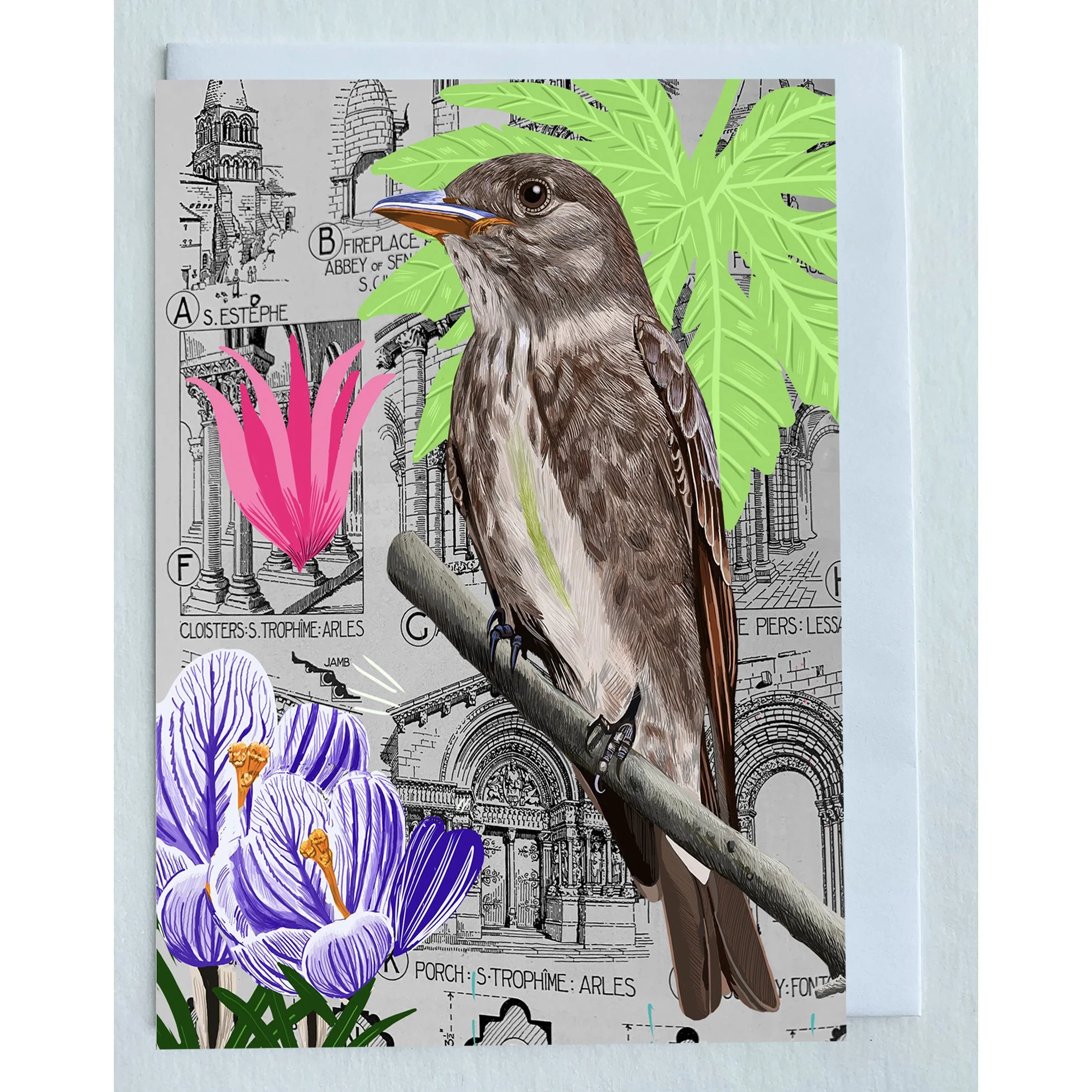 The Olive-sided Flycatcher Collage Greeting Card