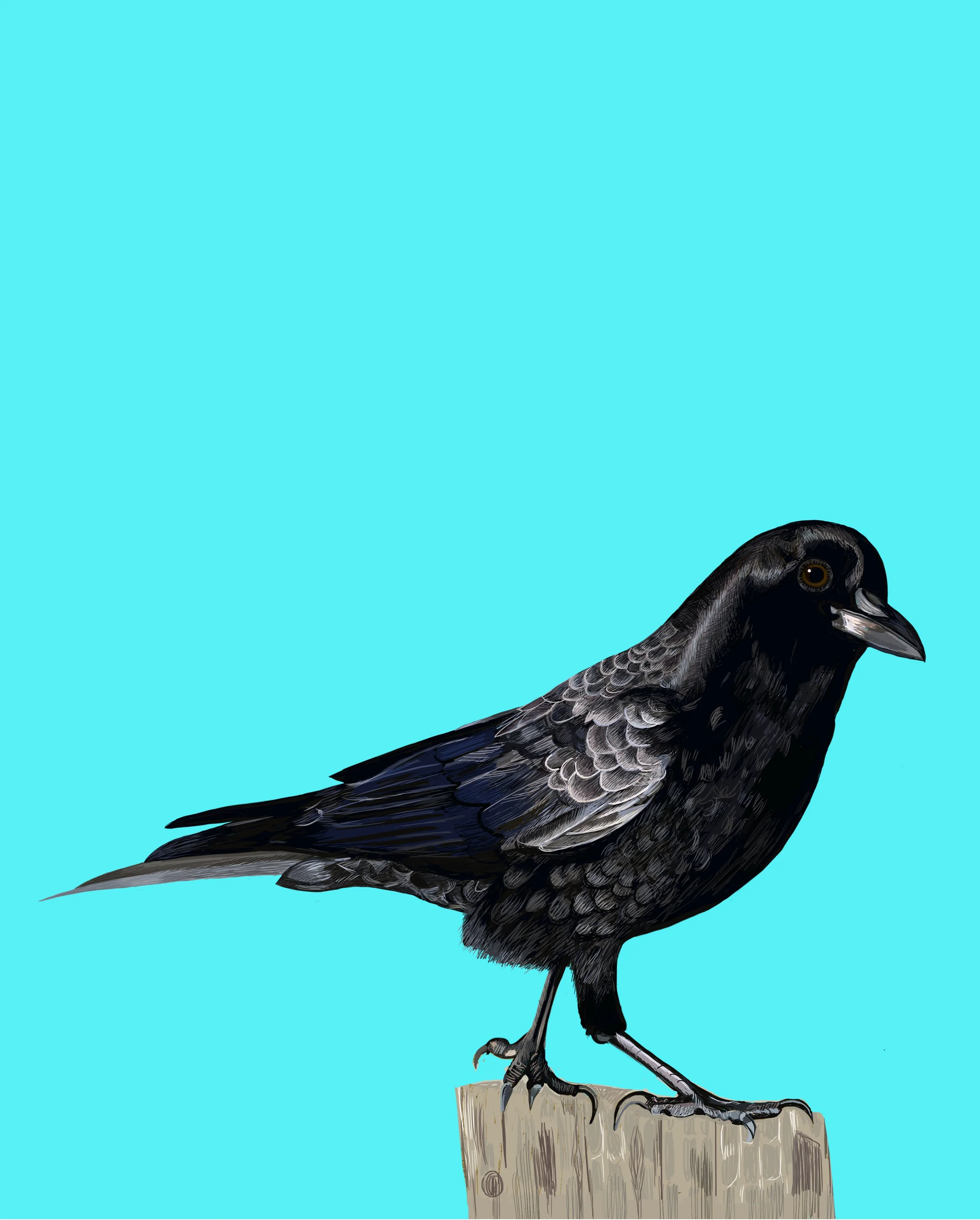 DISPLAYCroWFTeal.jpg