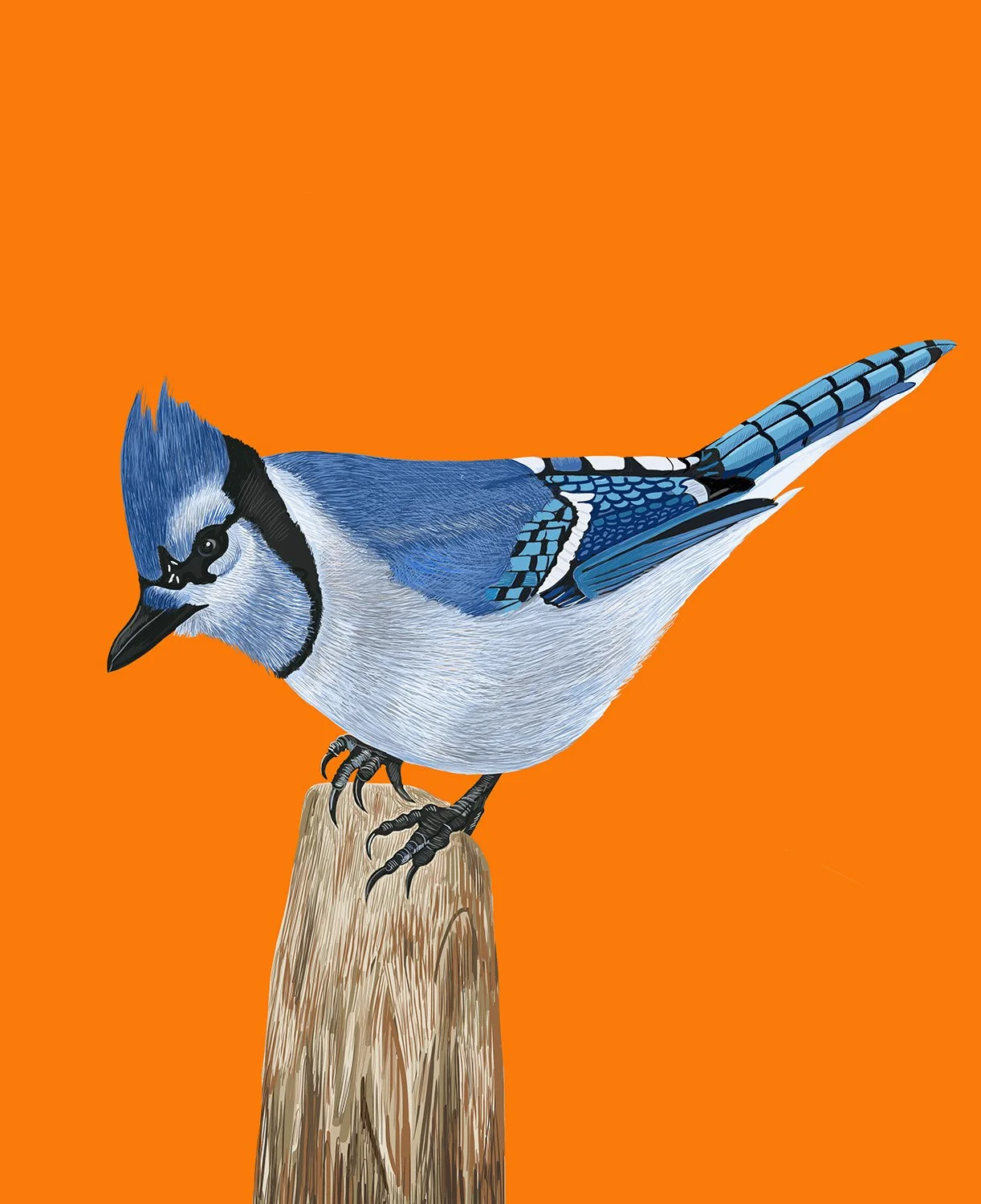 Blue Jay