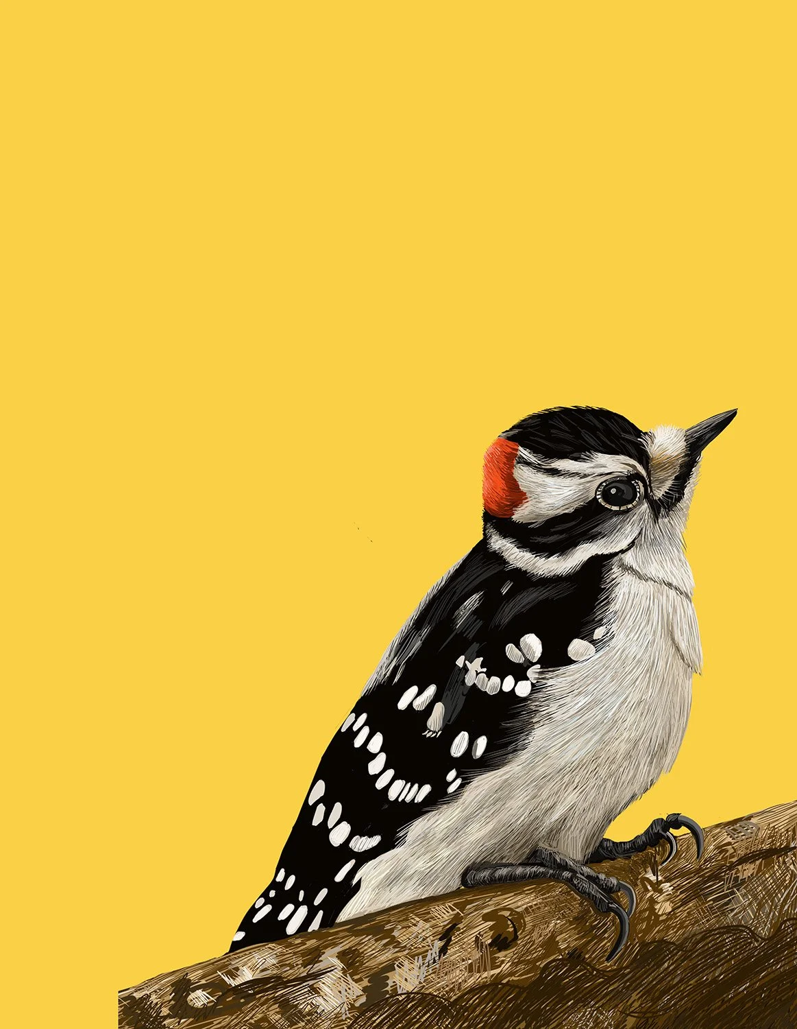 Downey Woodpecker
