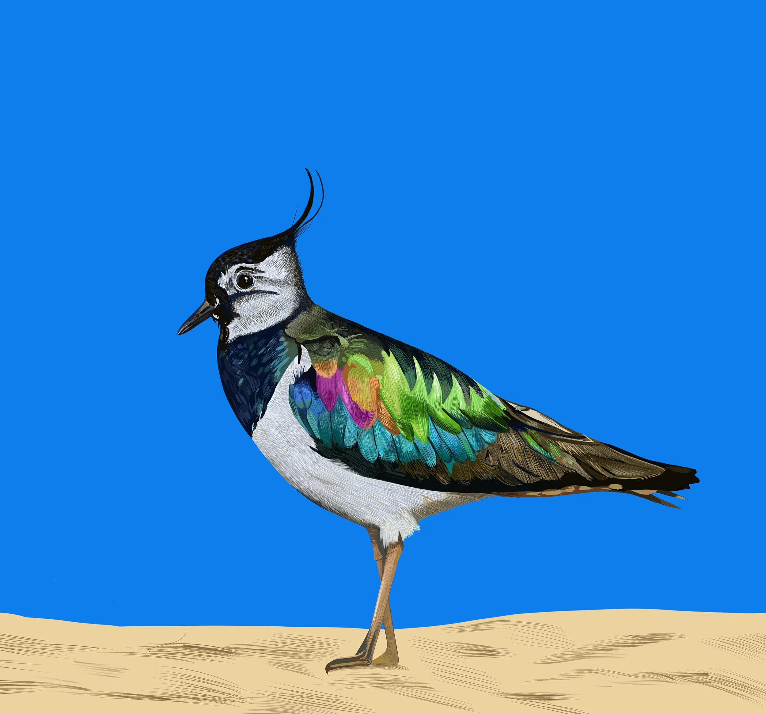 NEW Northern Lapwing