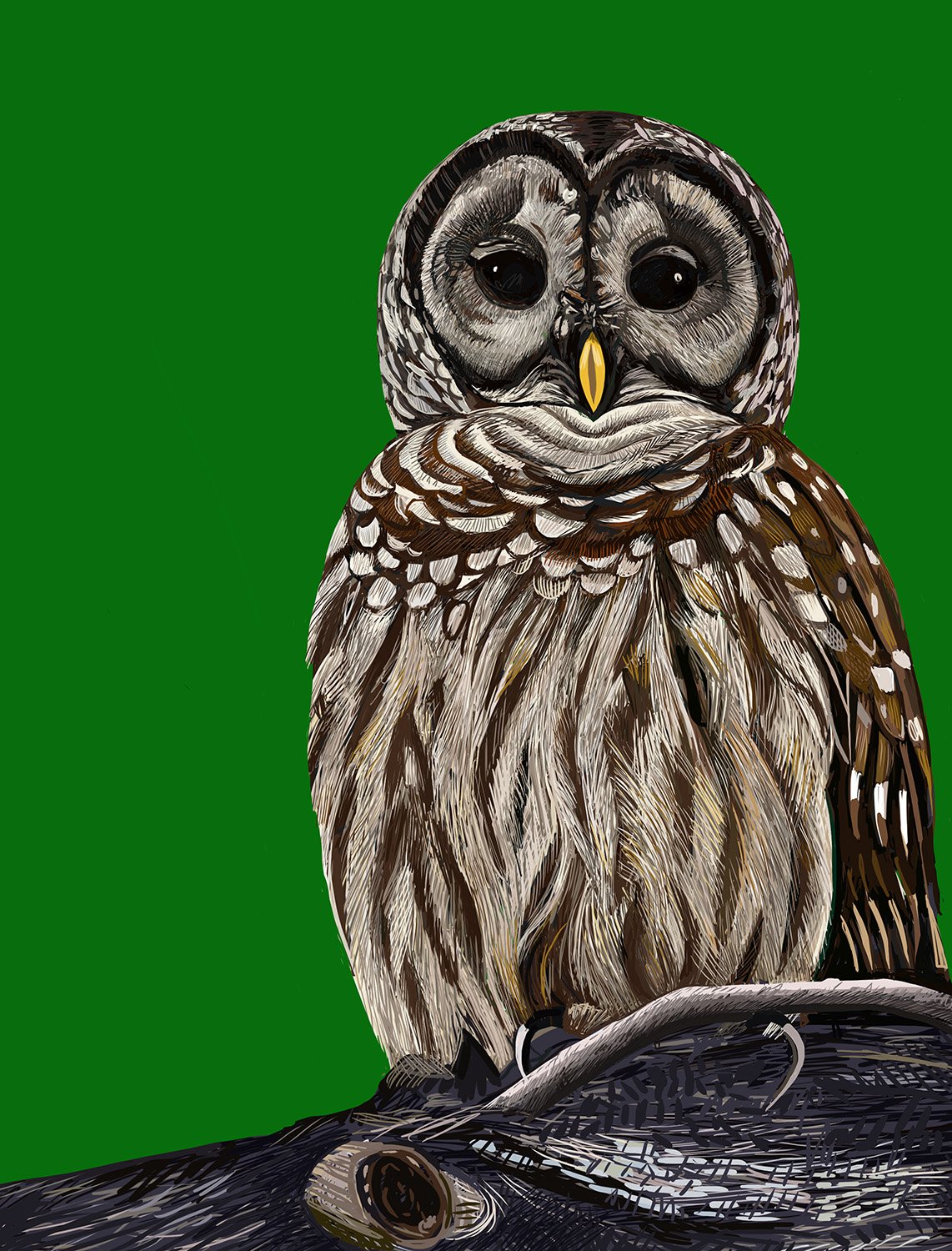 Barred Owl