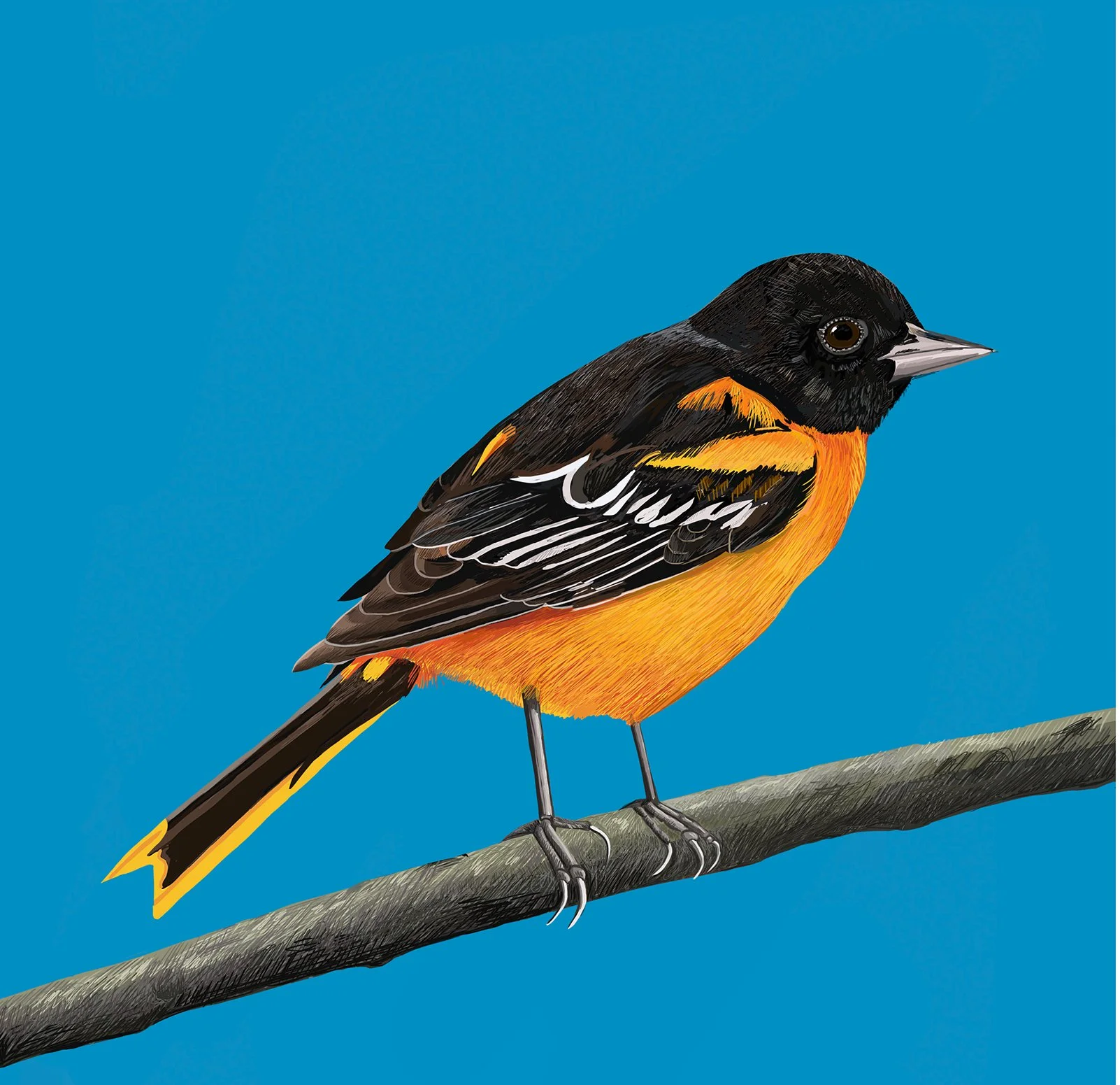 The Baltimore Oriole Bird Greeting Card