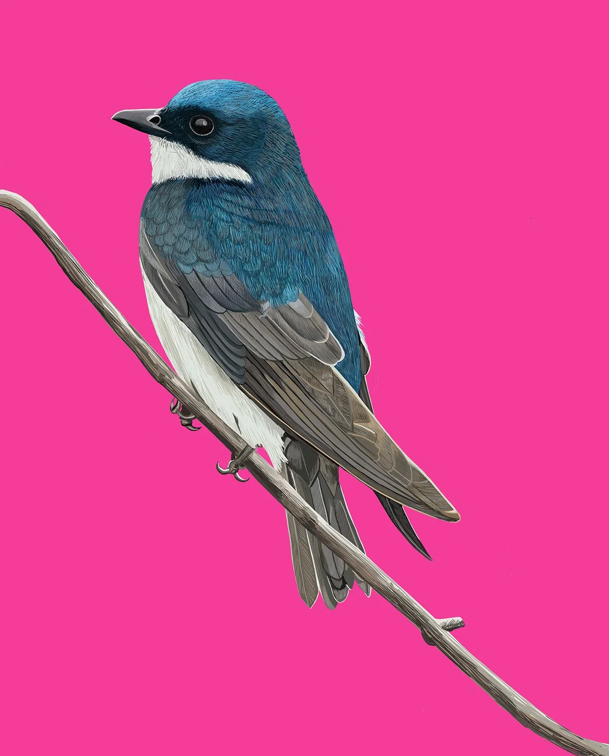Tree Swallow