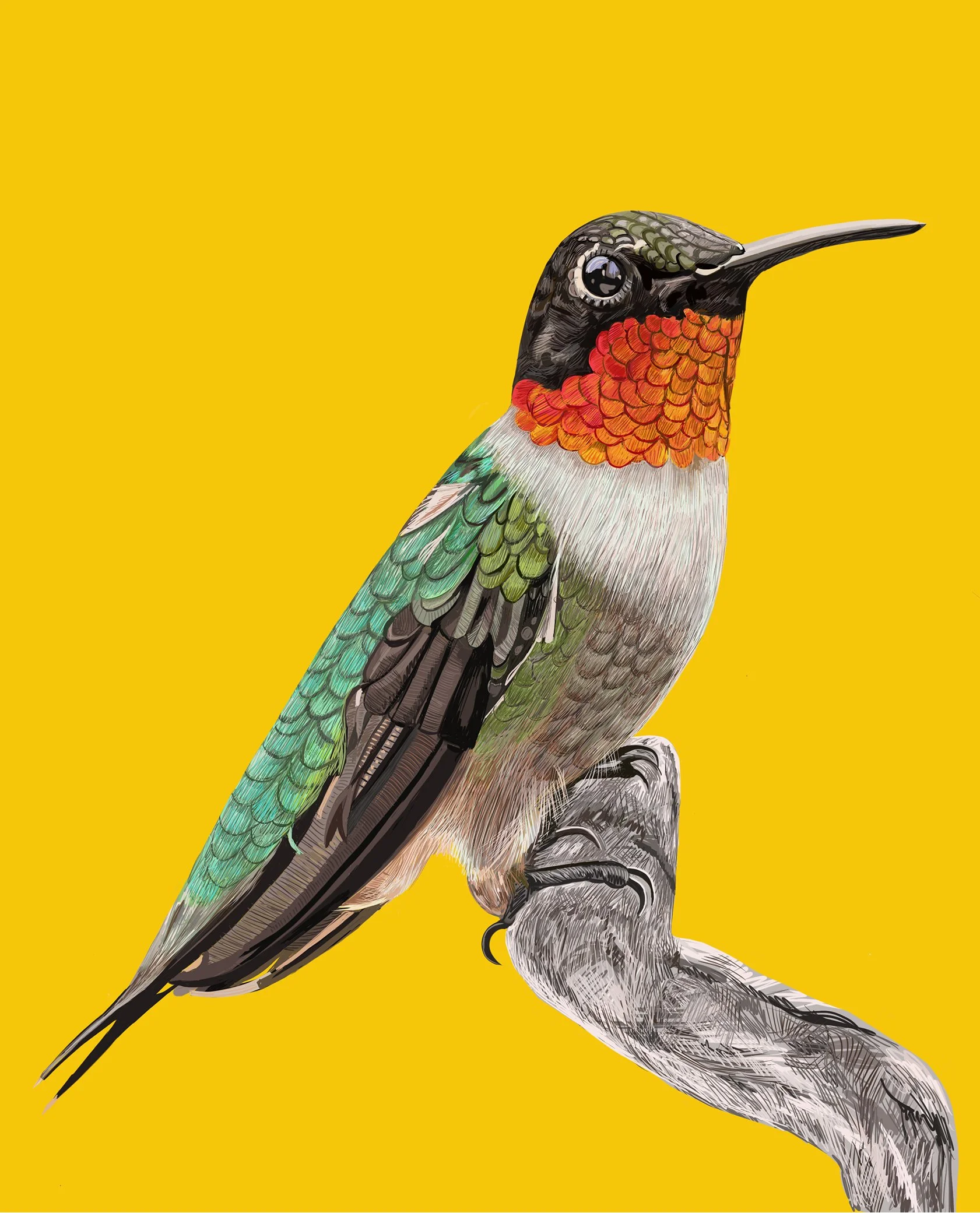 Ruby Throated Hummingbird