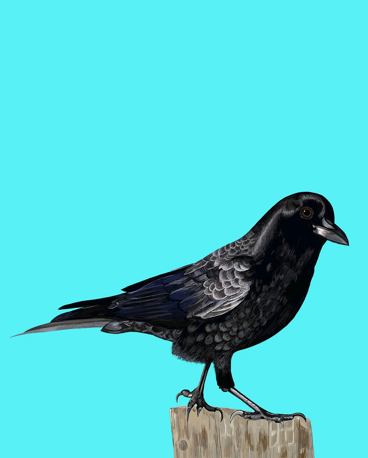 American Crow
