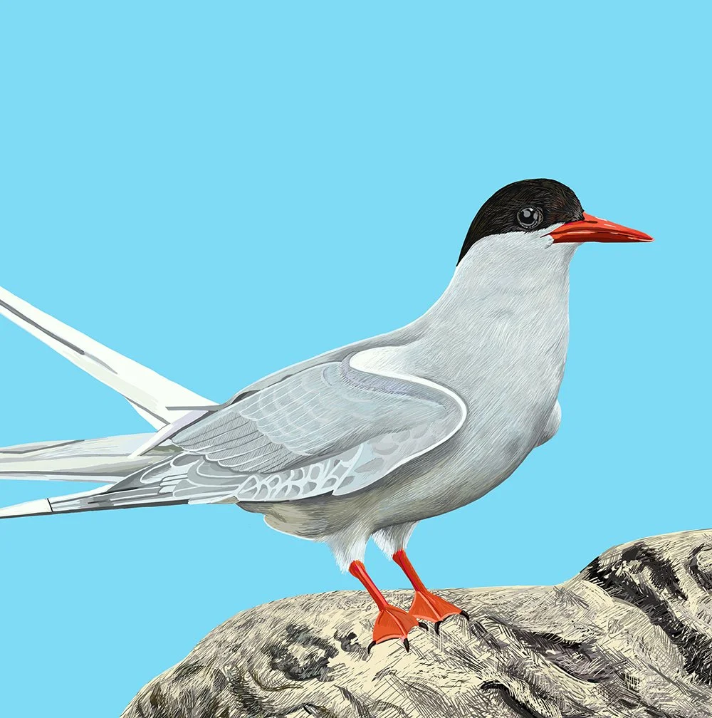 ZOOMArcticTern.jpg