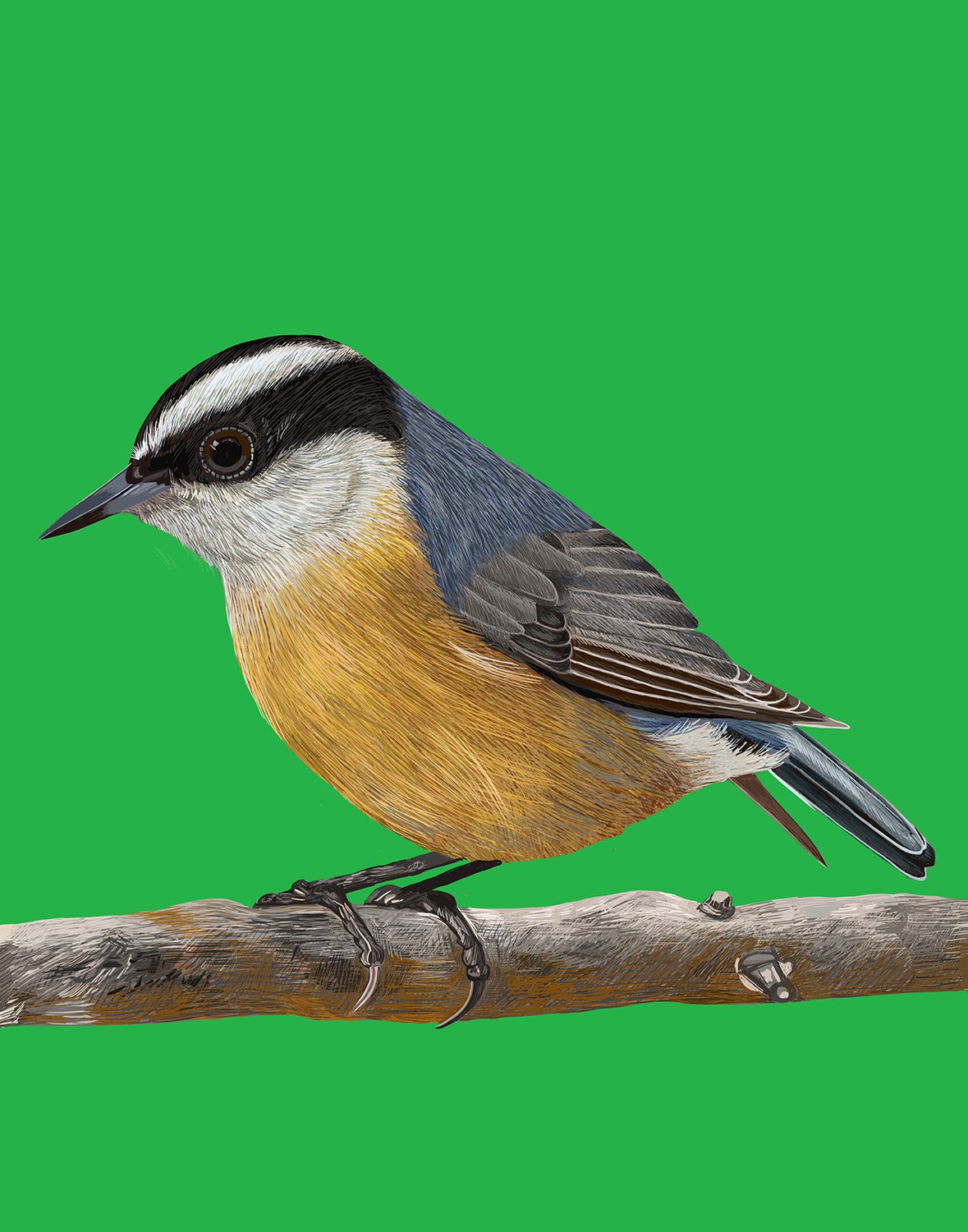 Nuthatch
