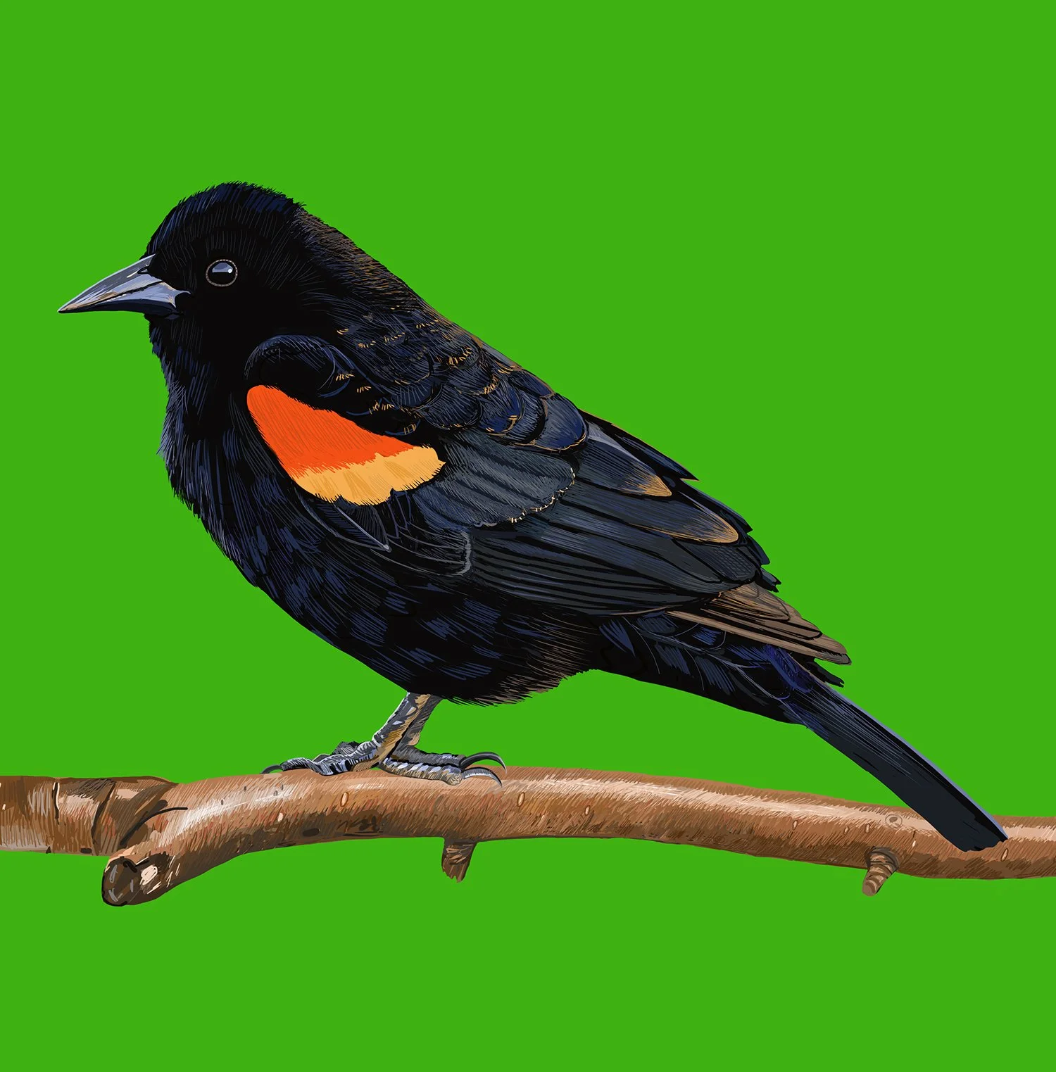 ZOOMRedWingBlackbird.jpg