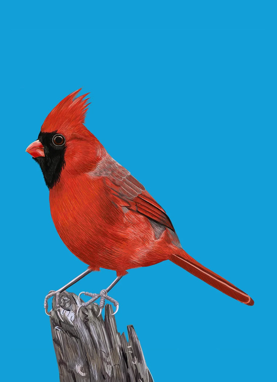 Red Cardinal