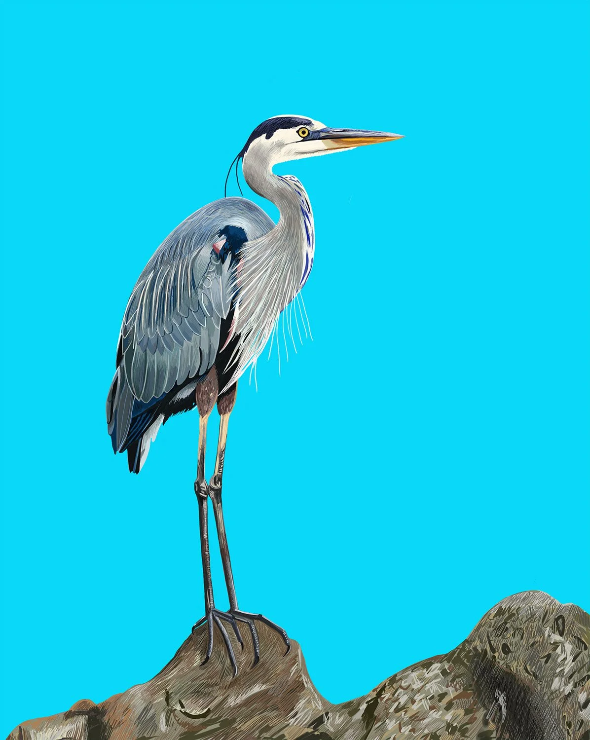 Blue Heron