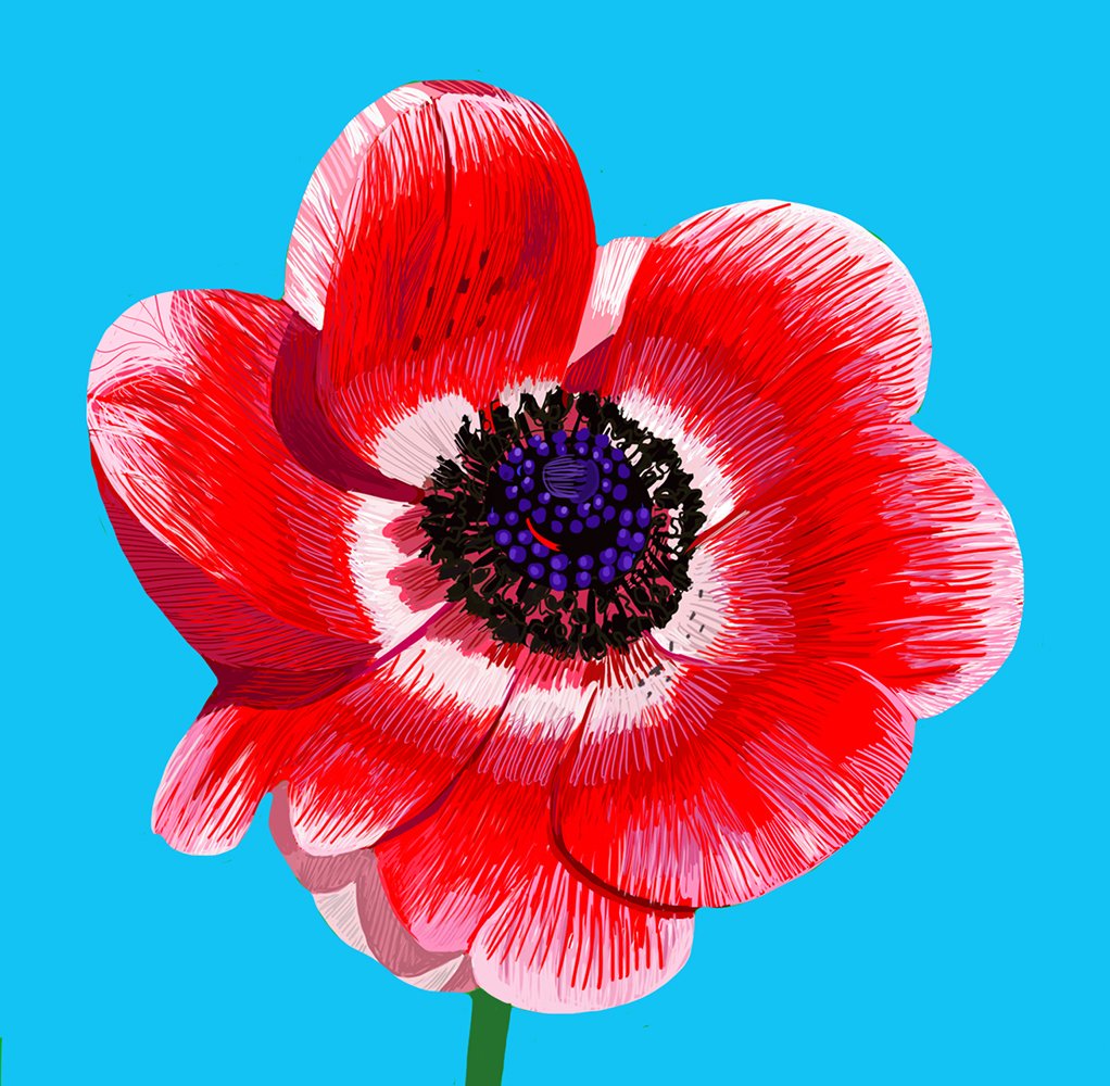 ZOOMFLOWERAnemone blue.jpg