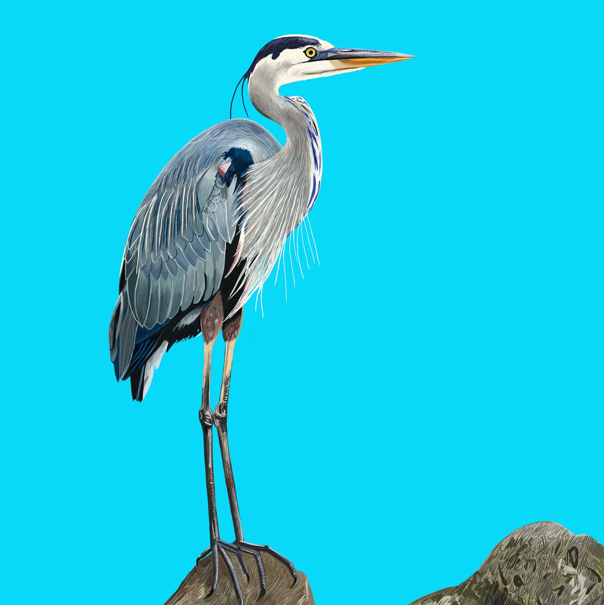 ZOOMBlueHeron.jpg