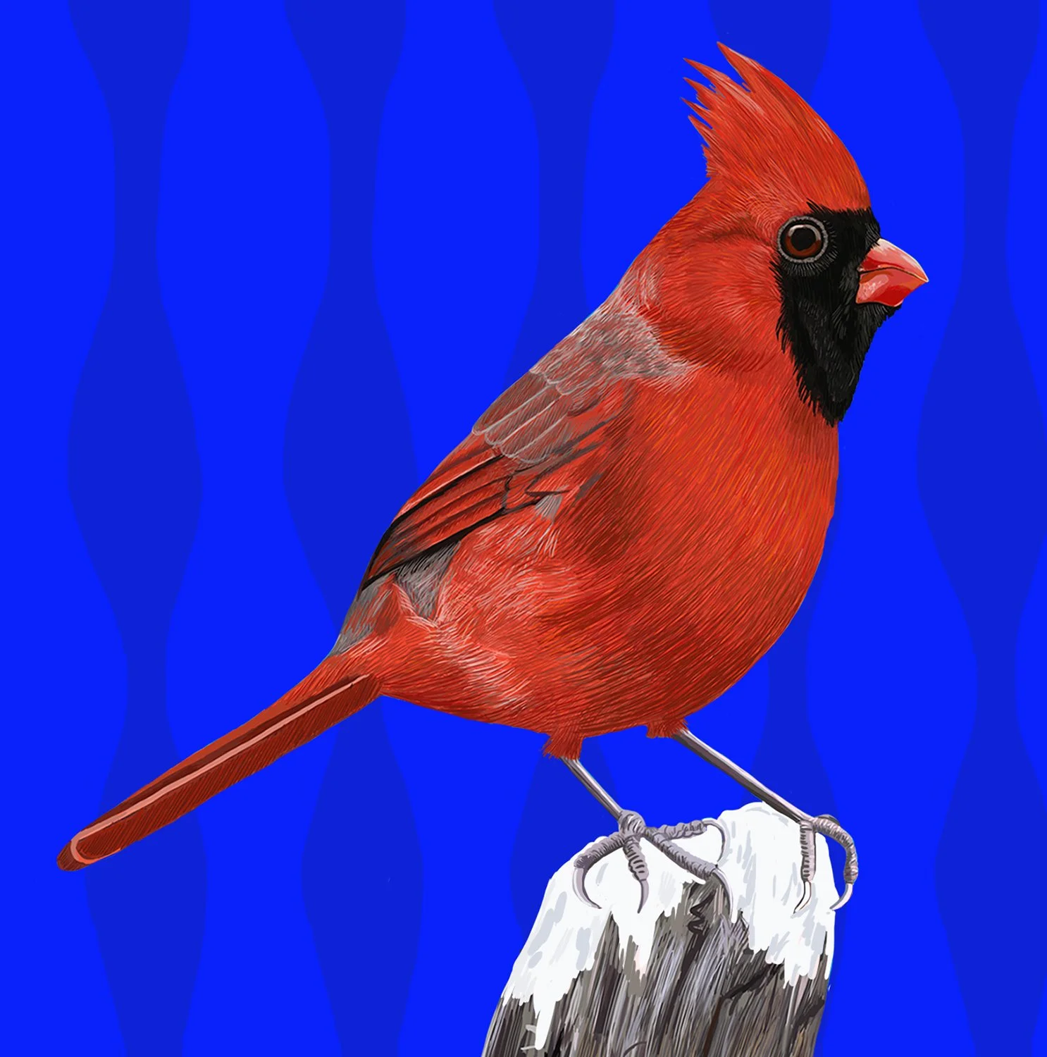 ZOOMX CardinalWood.jpg