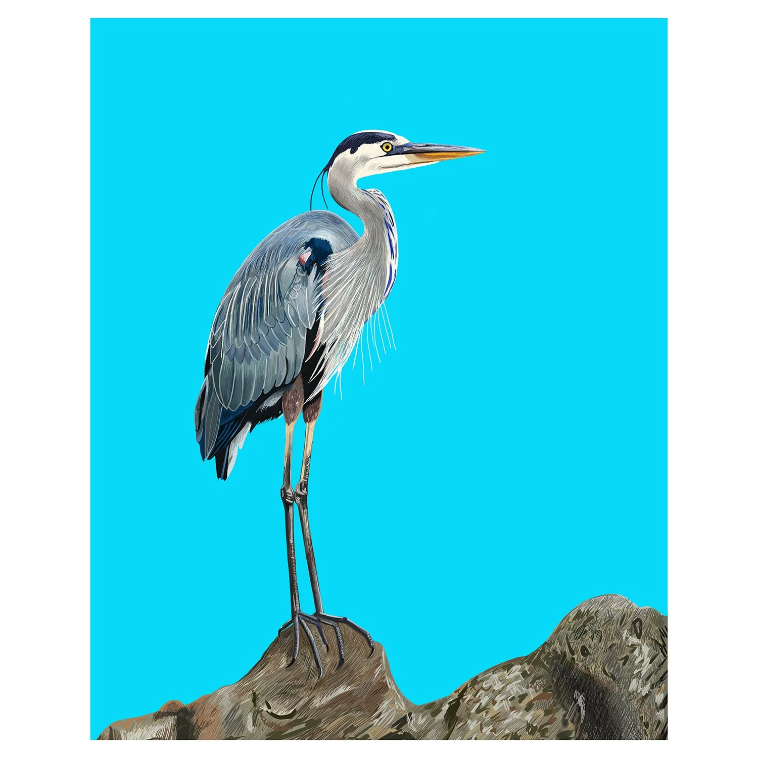 DISPLAYBlueHeron8x10.jpg