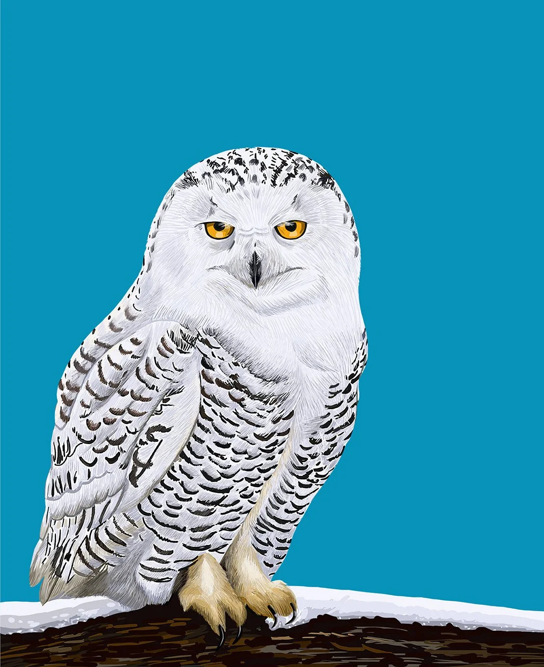 Snowy Owl