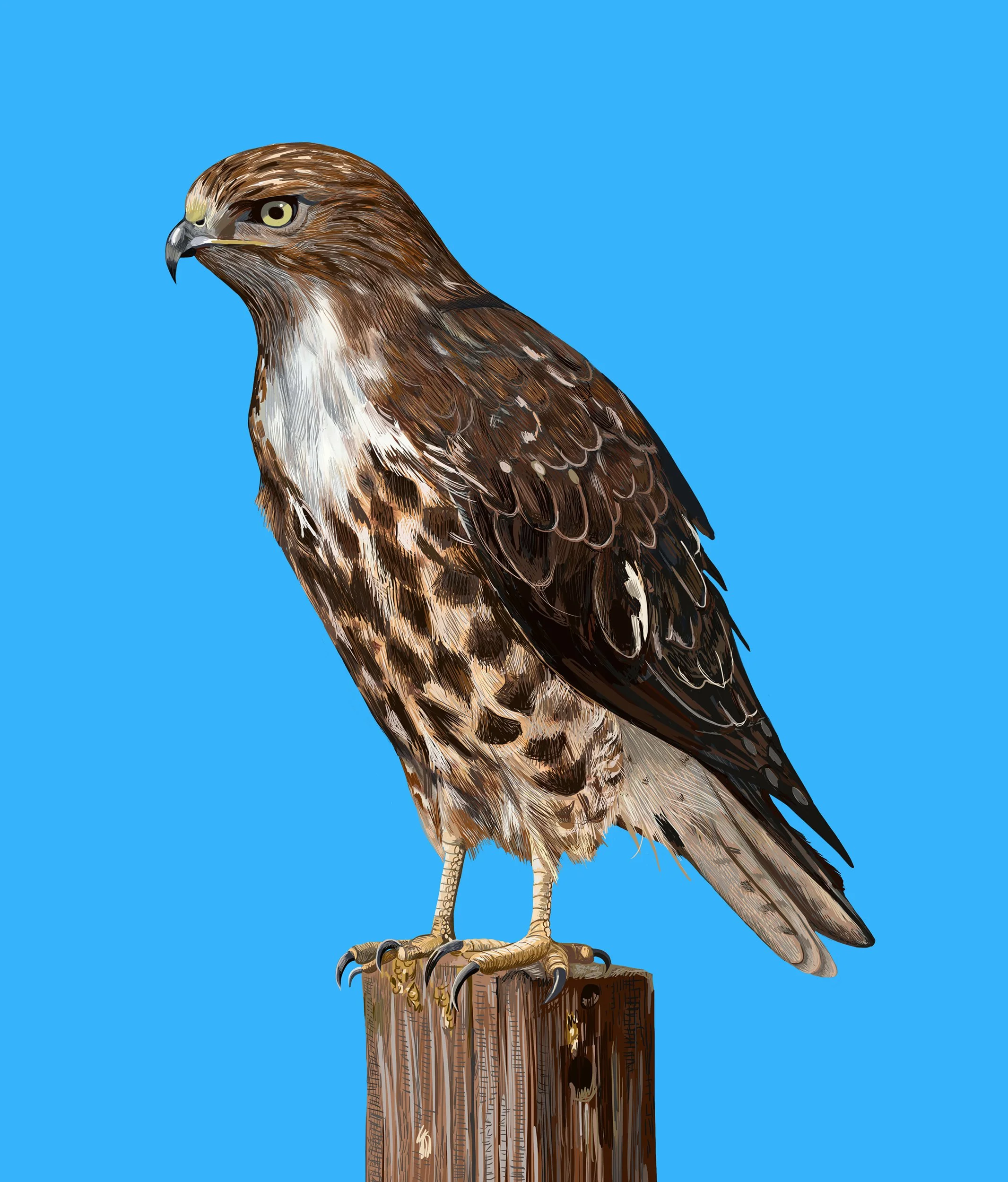 Red-tailed Hawk