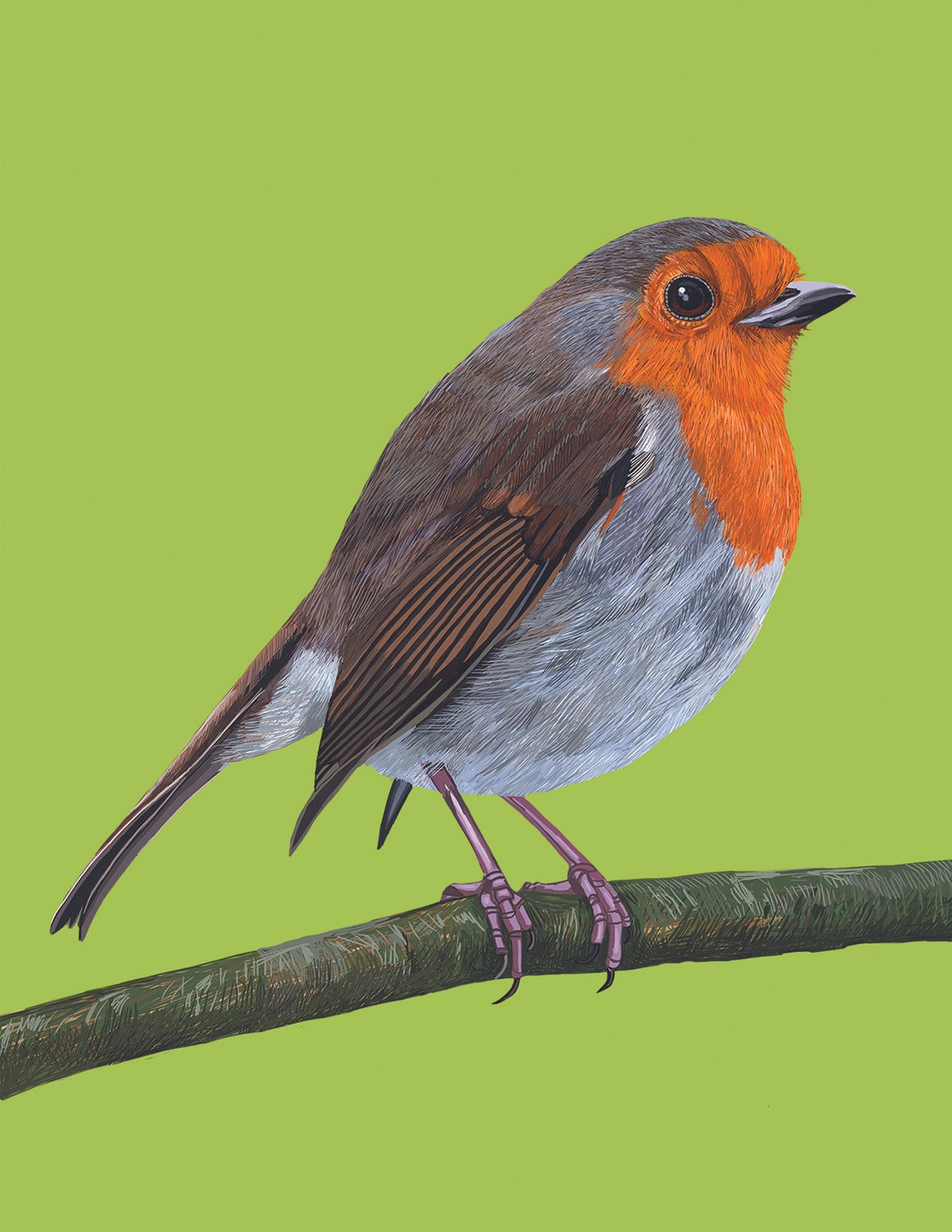 SQSPDISPLAYROBINbranch.jpg