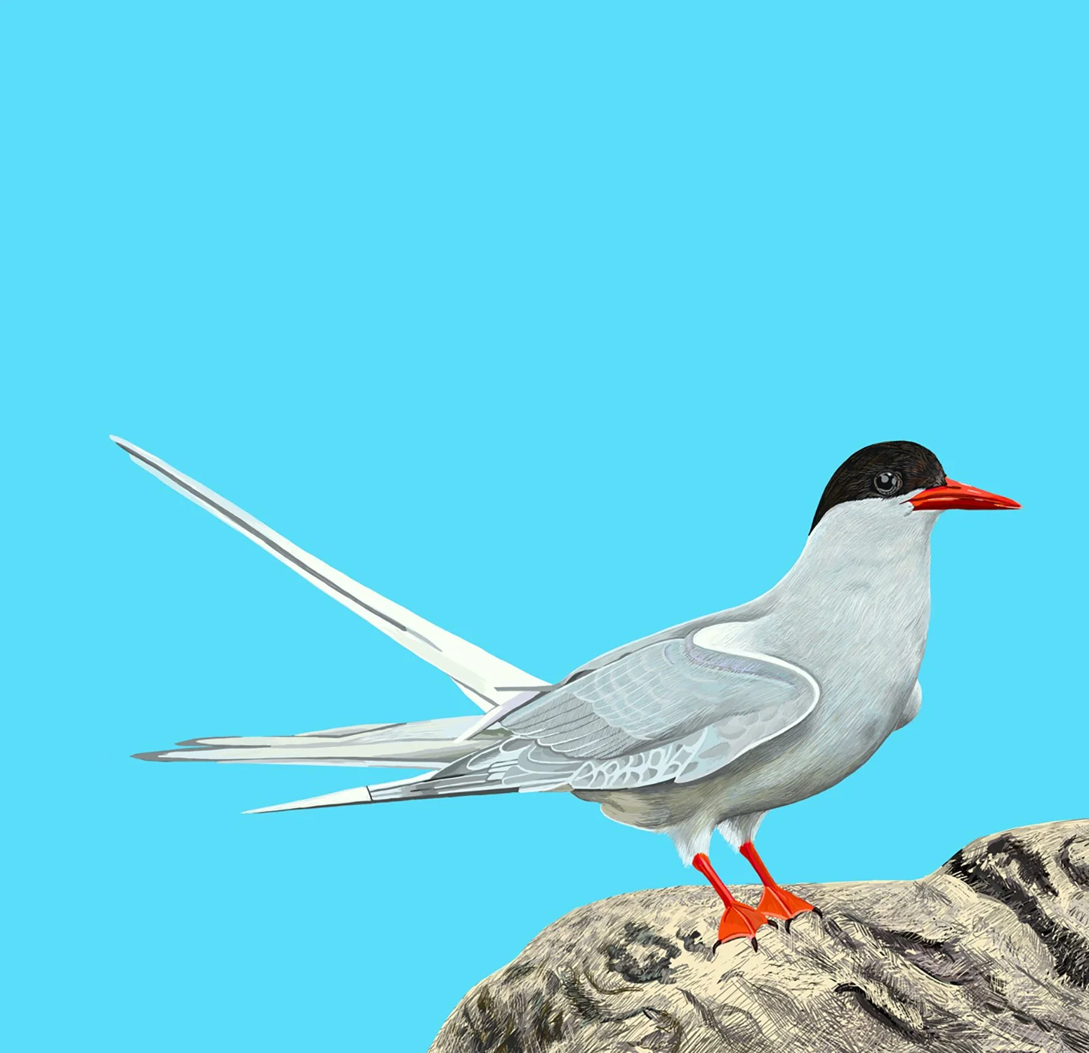 ZOOM2ArcticTern.jpg