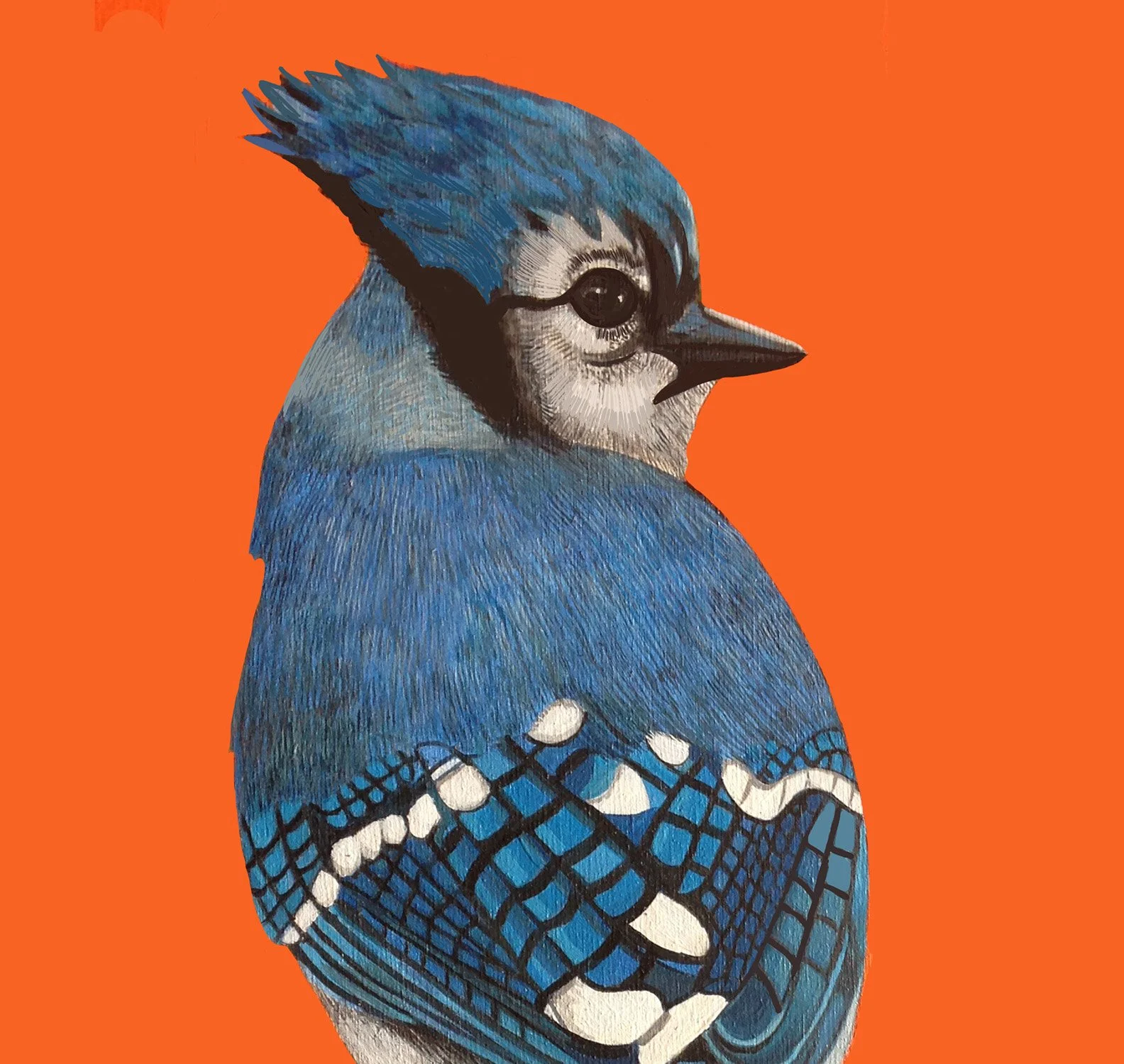 ZOOMBlueJayOrange2.jpg
