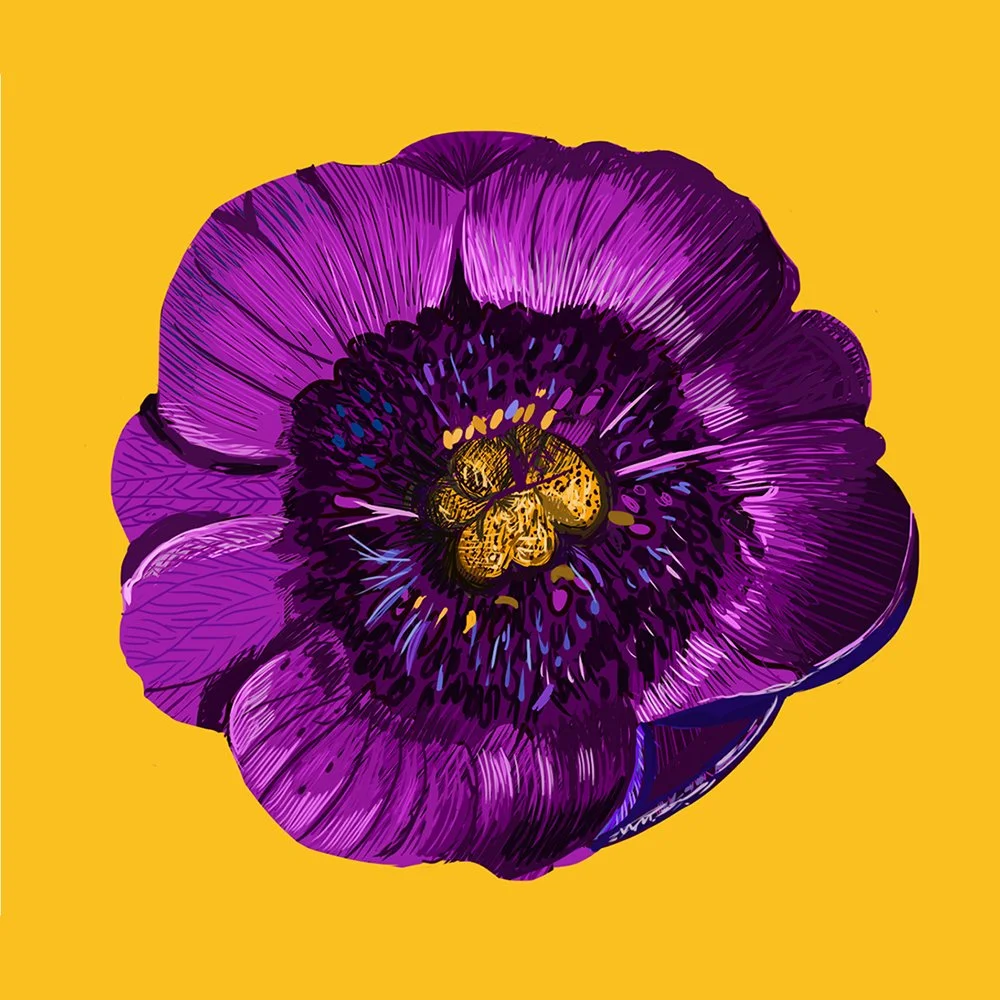 ZOOMFlowerPurpleAnemone.jpg