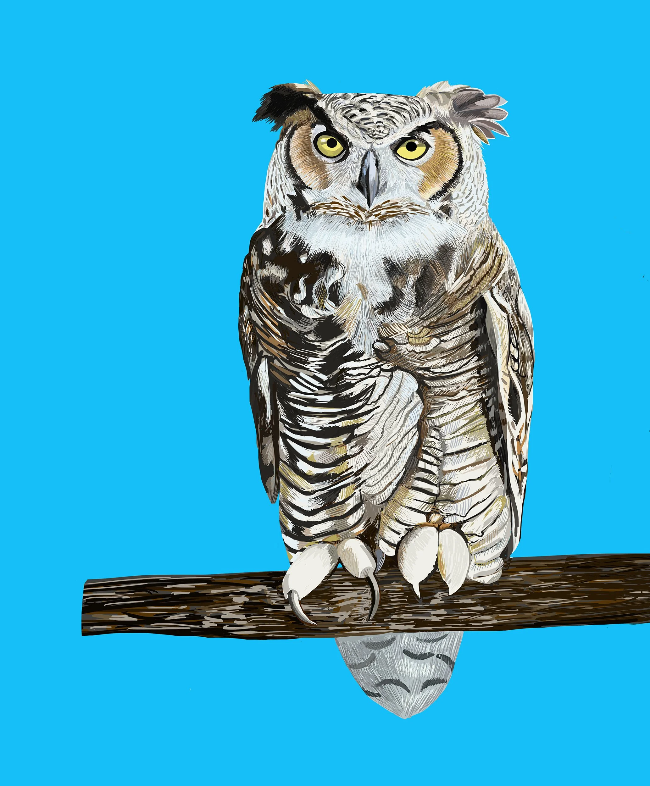Great Horned Owl