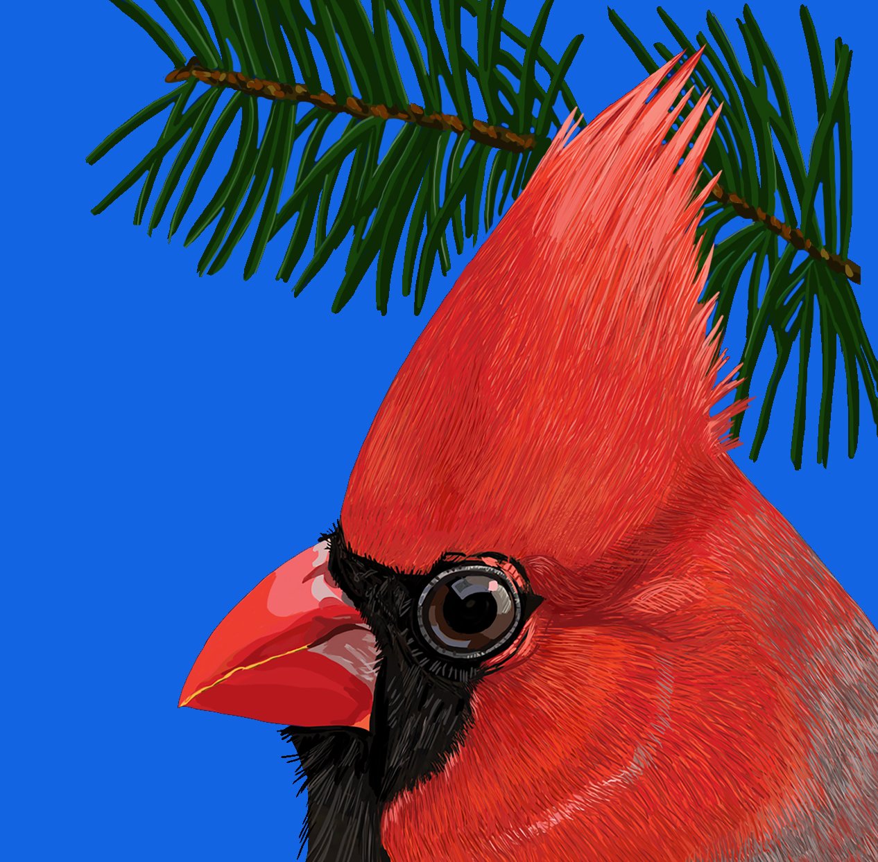 ZOOMX Cardinal Pine.jpg