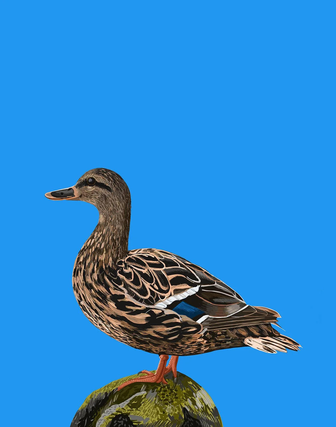 Mallard Duck ( female )