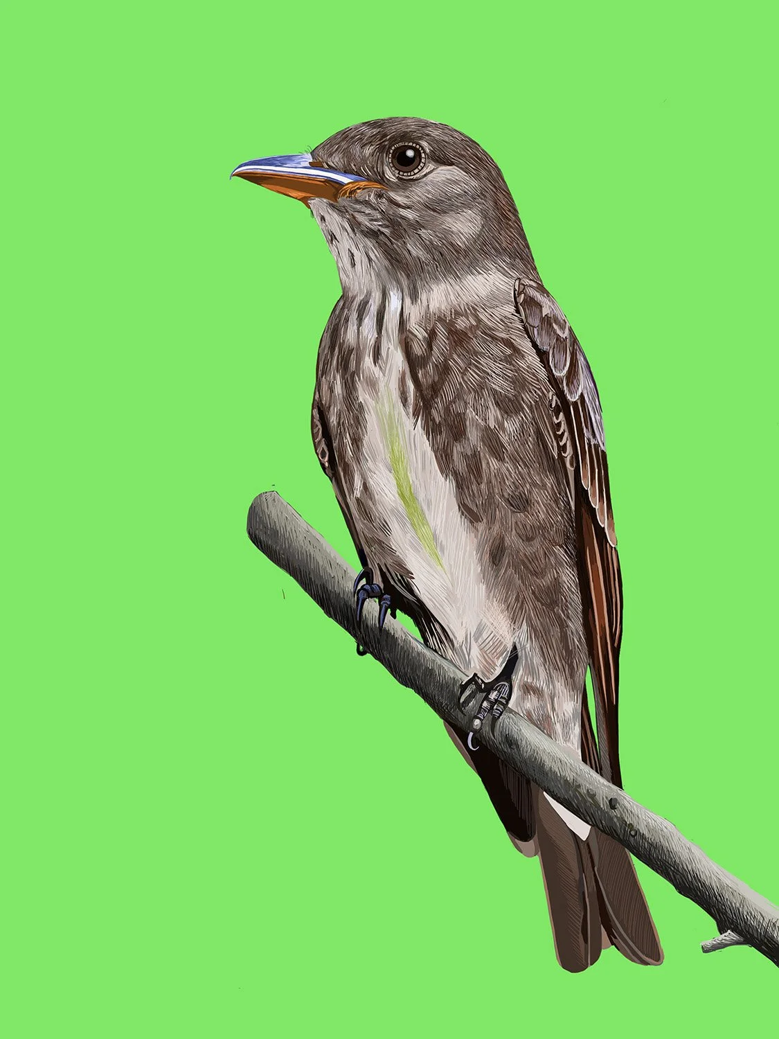 Olive-sided Flycatcher