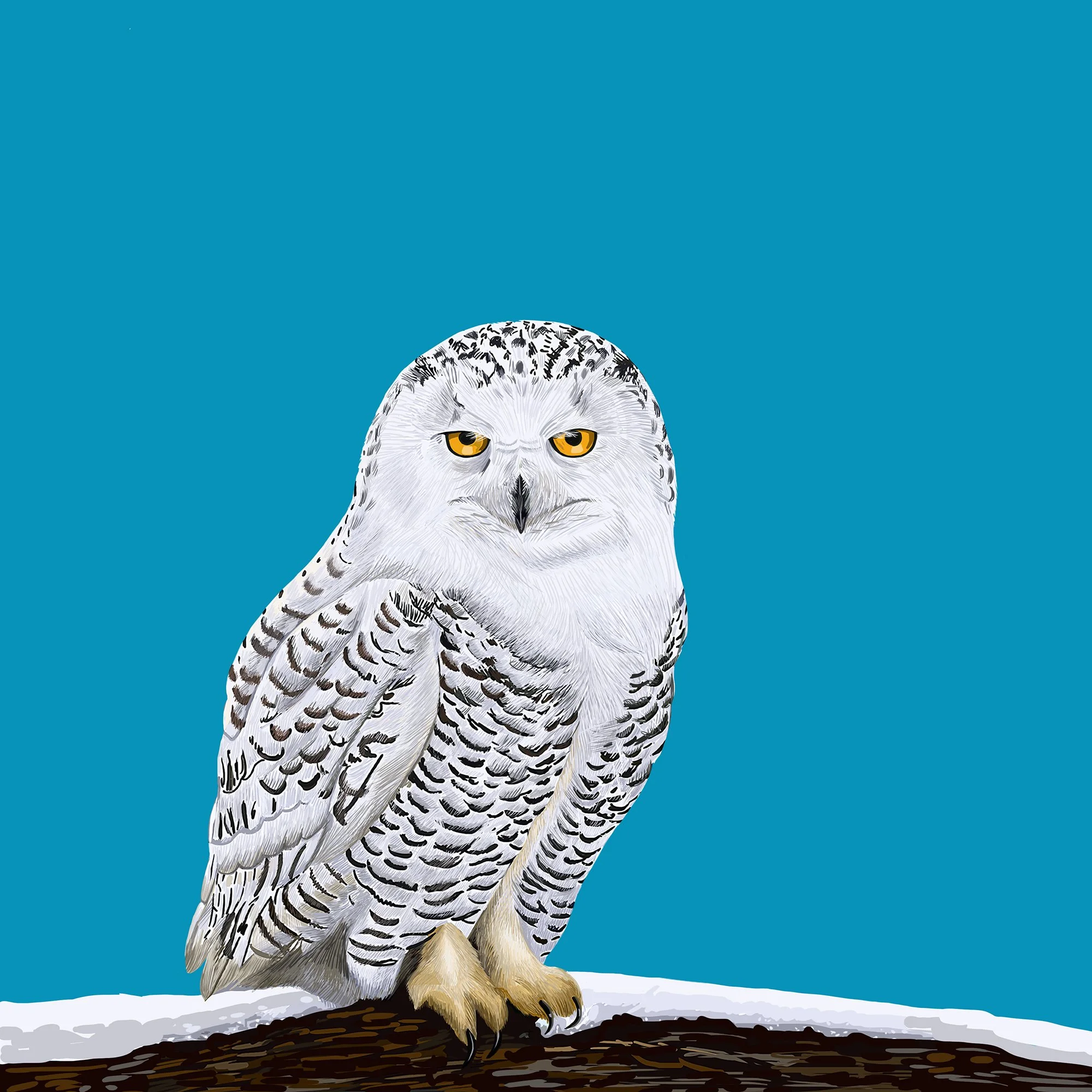Snowy Owl Bird Illustration