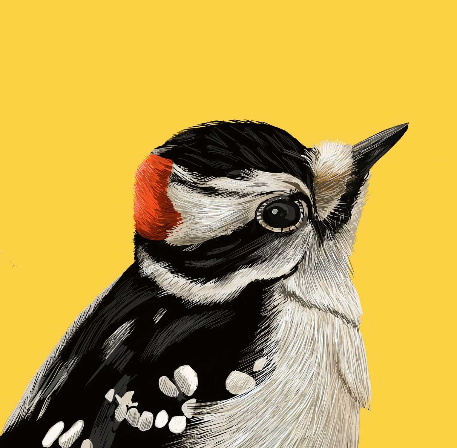 ZOOMDowneyWoodpecker.jpg
